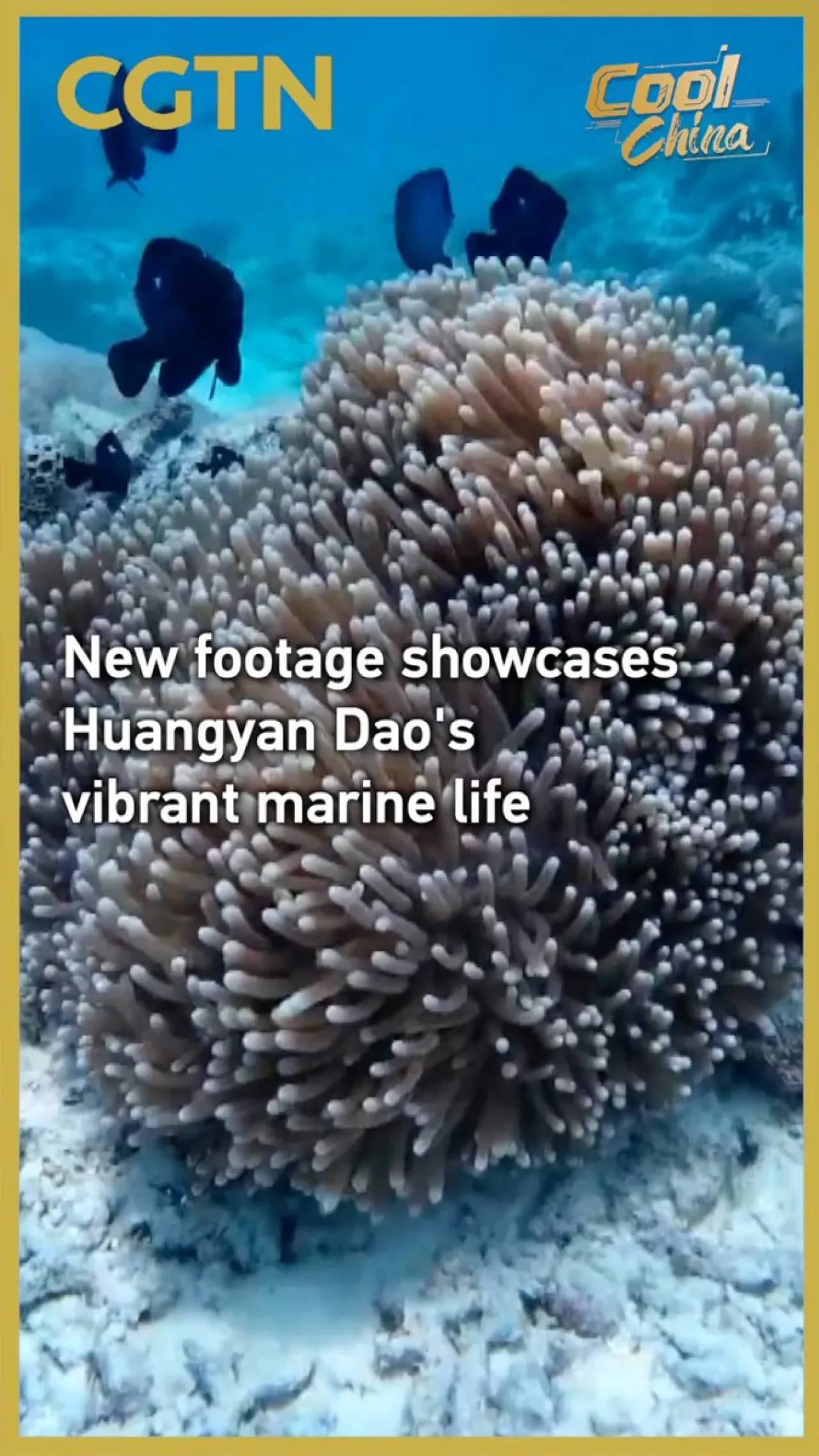 Huangyan Dao'nun Renkli Deniz Yaşamı Yeni Görüntülerle Gözler Önüne Seriliyor Huangyan Dao'nun Renkli Deniz Yaşamı Yeni Görüntülerle Gözler Önüne Seriliyor