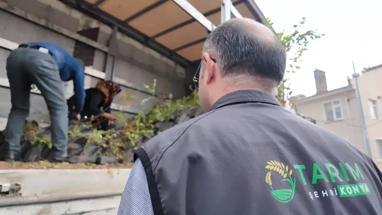 Konya'da Sumak Üretimine Büyük Destek: 2 Yılda 12 Bin Fidan Dağıtıldı Konya'da Sumak Üretimine Büyük Destek: 2 Yılda 12 Bin Fidan Dağıtıldı