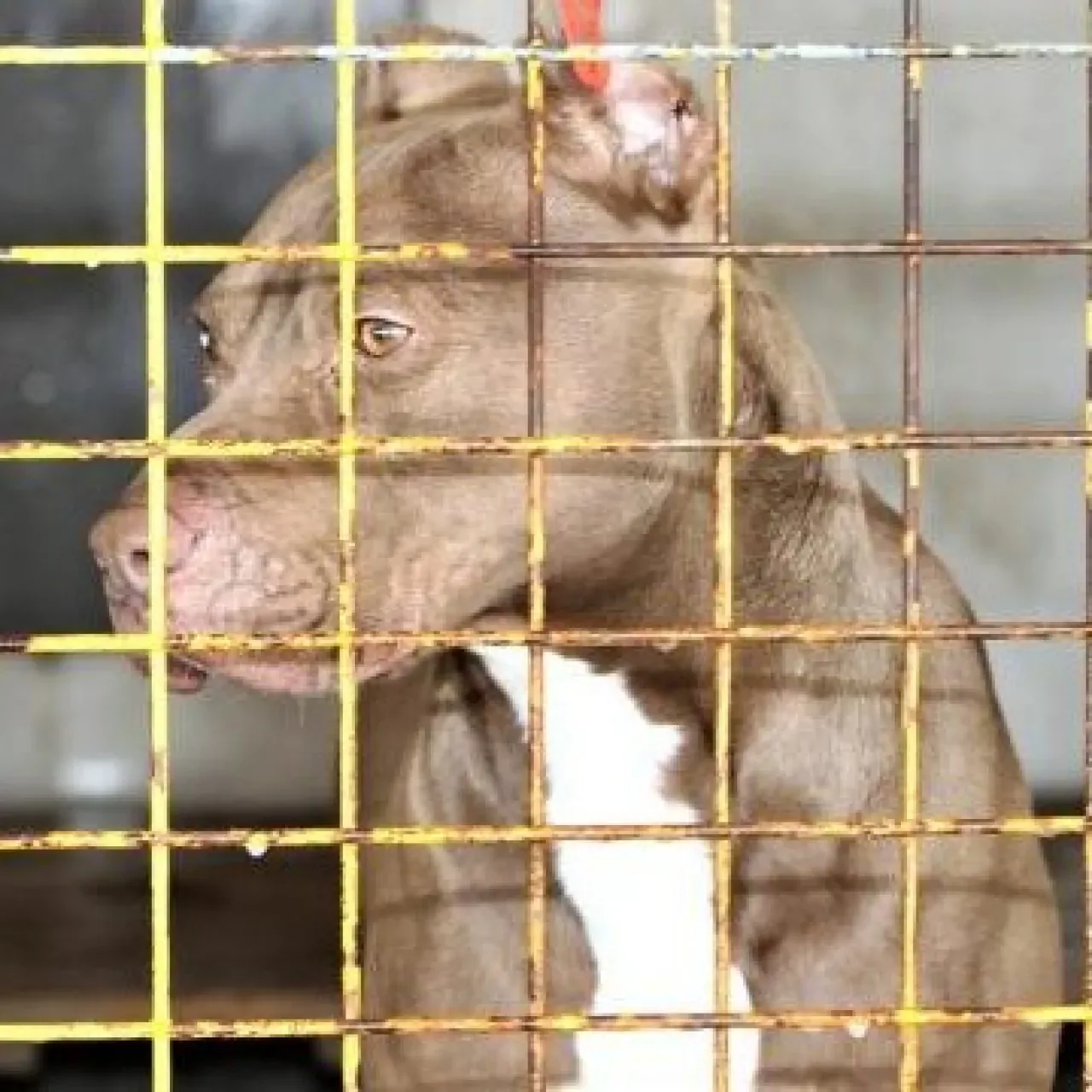 Ankara'da Pitbull Saldırısı: 1,5 ve 5 Yaşındaki İki Kardeş Yaralandı Ankara'da Pitbull Saldırısı: 1,5 ve 5 Yaşındaki İki Kardeş Yaralandı