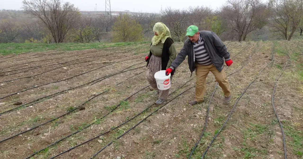 Malatya'da Yetişen Safran, Gramı 600 TL'den Alıcı Buluyor Malatya'da Yetişen Safran, Gramı 600 TL'den Alıcı Buluyor