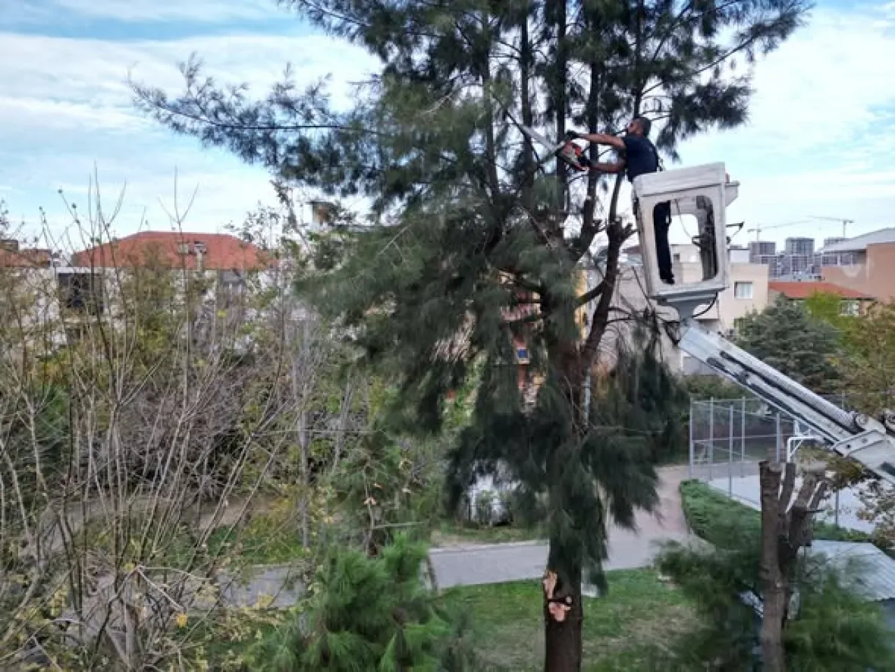Çiğli'de Kapsamlı Ağaç Budama Çalışmaları Sürüyor Çiğli'de Kapsamlı Ağaç Budama Çalışmaları Sürüyor