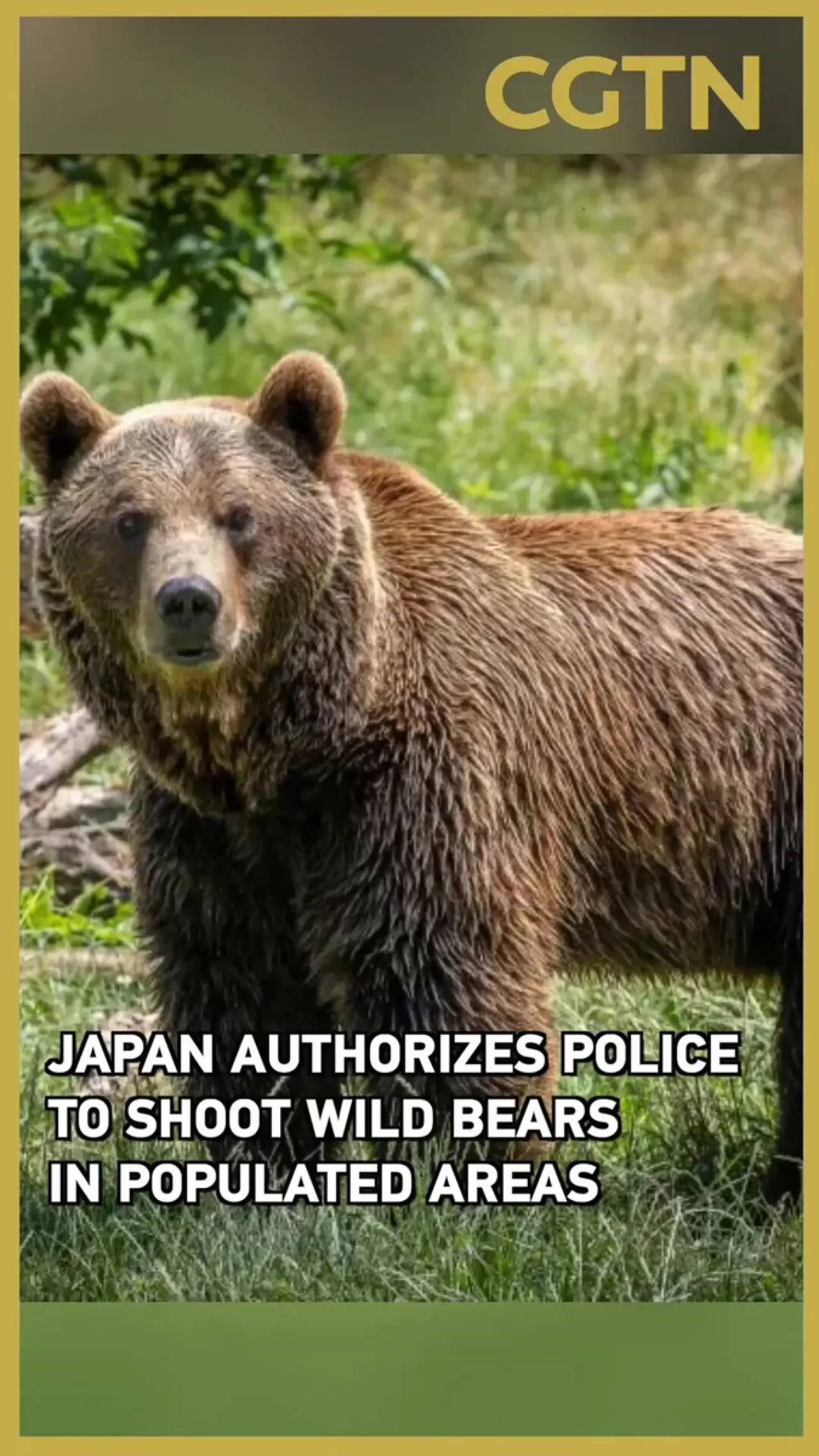 Japonya'da Ayı Saldırıları Sonrası Polise Vur Emri Verildi Japonya'da Ayı Saldırıları Sonrası Polise Vur Emri Verildi
