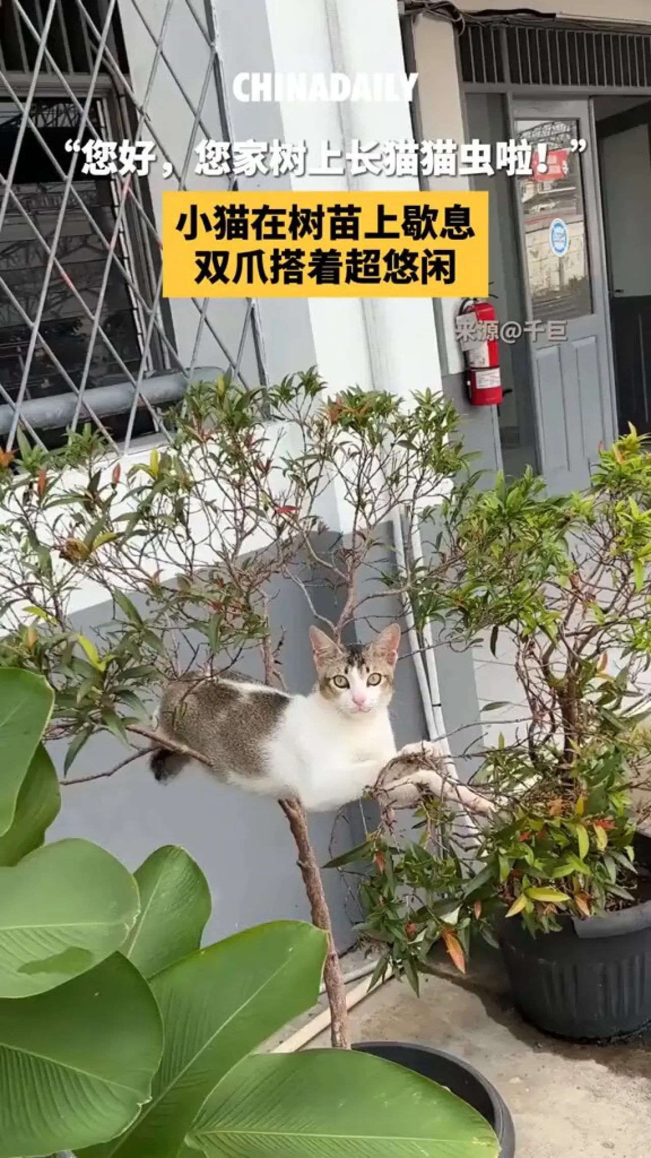 Kedi Yavrusu Ağaç Dalında Tüm Rahatlığıyla Dinleniyor Kedi Yavrusu Ağaç Dalında Tüm Rahatlığıyla Dinleniyor