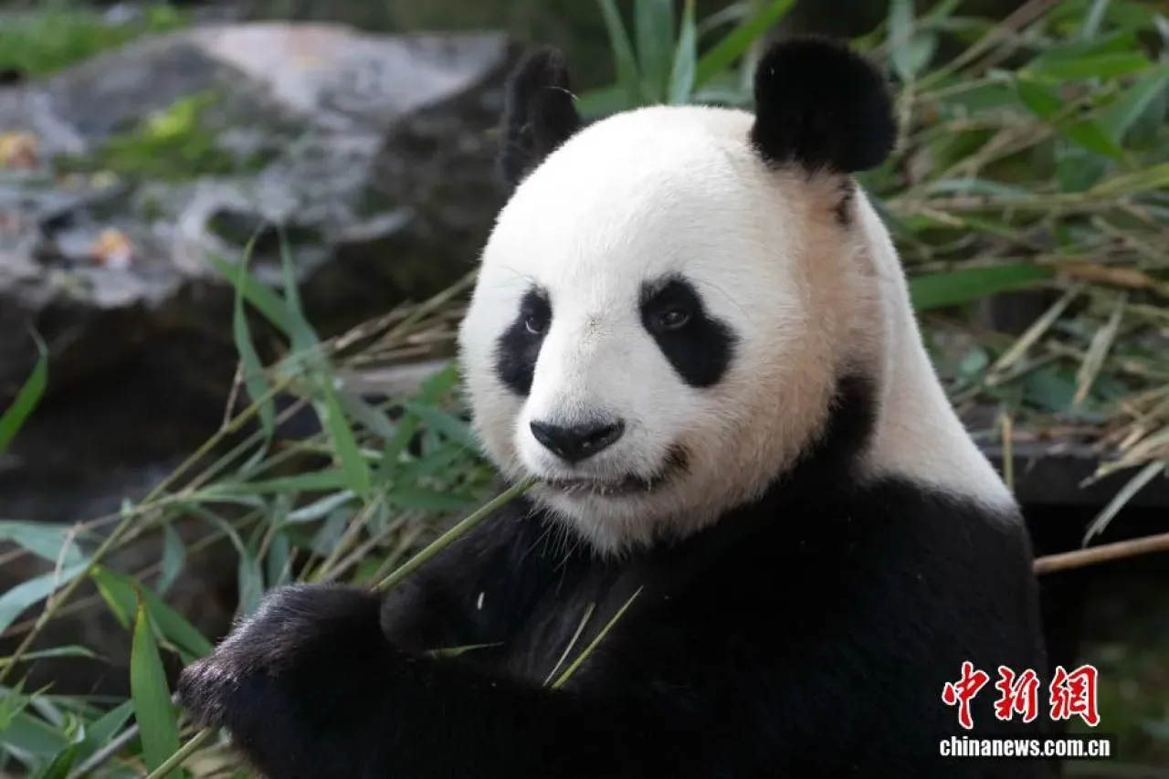 Fransa'ya 2027 Yılında Yeni Panda Çifti Geliyor Fransa'ya 2027 Yılında Yeni Panda Çifti Geliyor