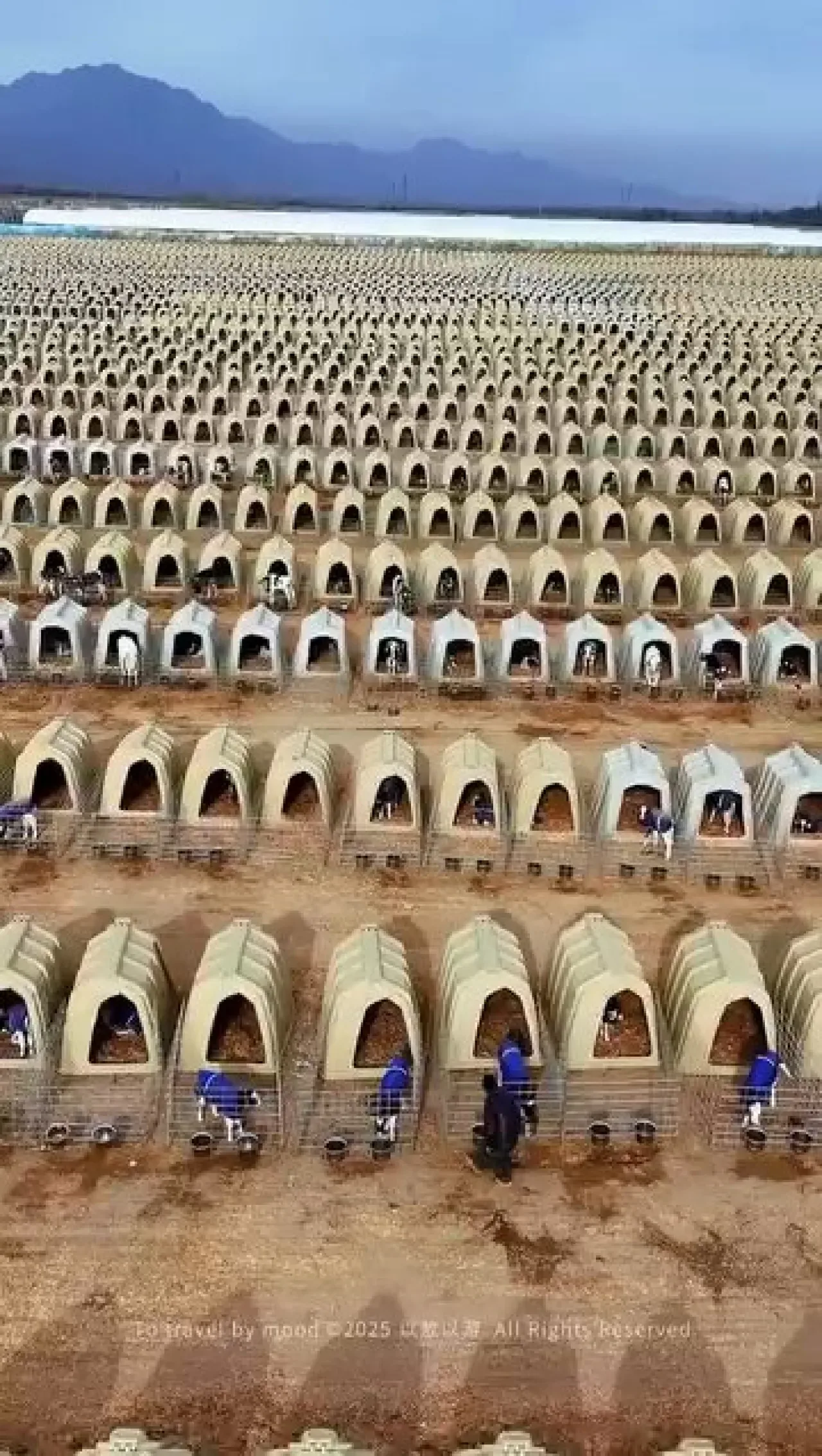 Ningxia'da Dev Buzağı Çiftliği Kuruldu: Bireysel Büyütme Sistemi ile Hayvan Sağlığı Korunuyor Ningxia'da Dev Buzağı Çiftliği Kuruldu: Bireysel Büyütme Sistemi ile Hayvan Sağlığı Korunuyor