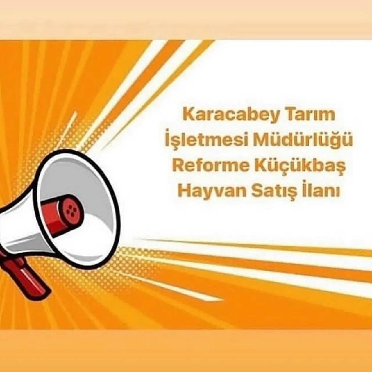 Karacabey'de 1.200 Baş Reforme Küçükbaş Hayvan İhalesi Düzenlenecek Karacabey'de 1.200 Baş Reforme Küçükbaş Hayvan İhalesi Düzenlenecek