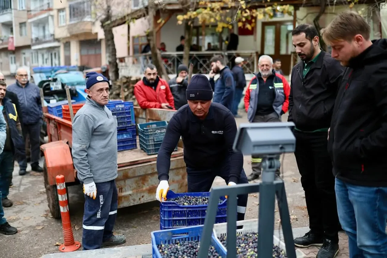Gemlik Belediyesi Üreticilerden Zeytin Alımına Devam Ediyor Gemlik Belediyesi Üreticilerden Zeytin Alımına Devam Ediyor