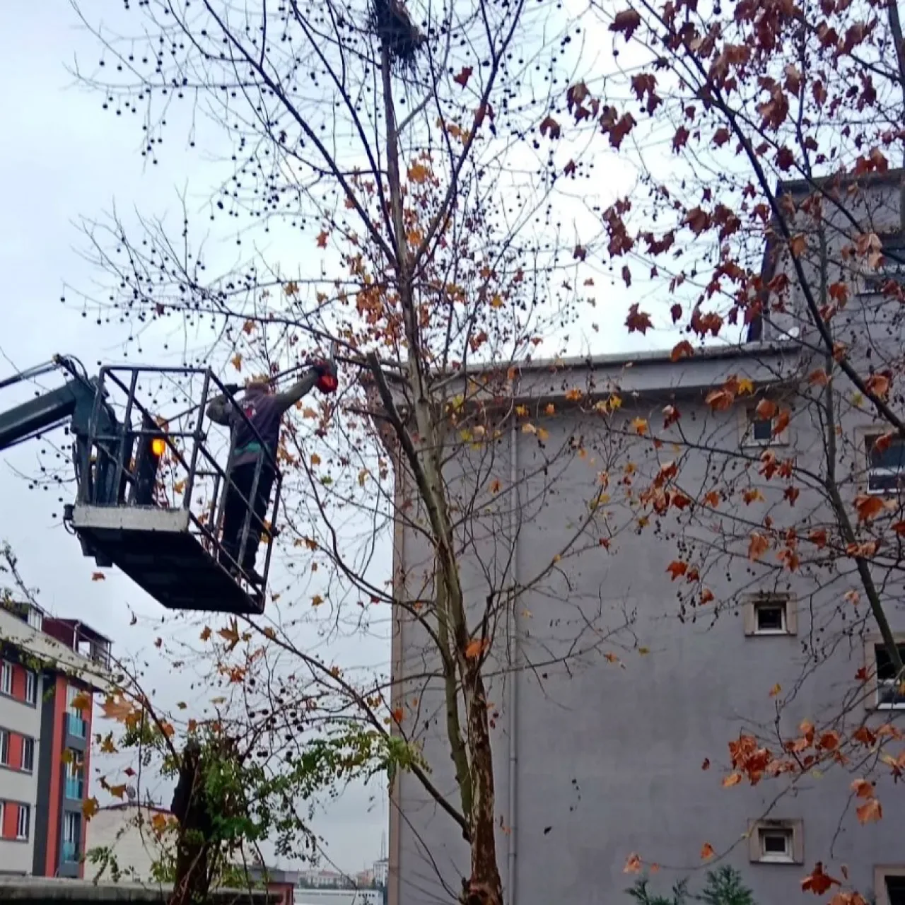 Ümraniye'de Parklarda Ağaç Budama Çalışmaları Tamamlandı Ümraniye'de Parklarda Ağaç Budama Çalışmaları Tamamlandı