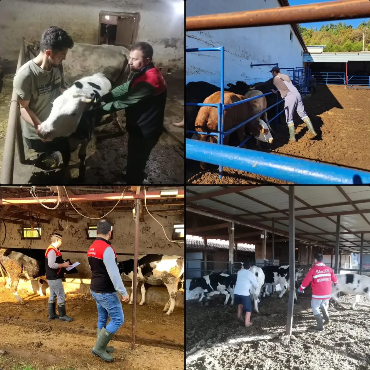 Balıkesir'de Şap Hastalığı ile Mücadele Kapsamında Hayvan Sağlığı Çalışmaları Sürüyor Balıkesir'de Şap Hastalığı ile Mücadele Kapsamında Hayvan Sağlığı Çalışmaları Sürüyor