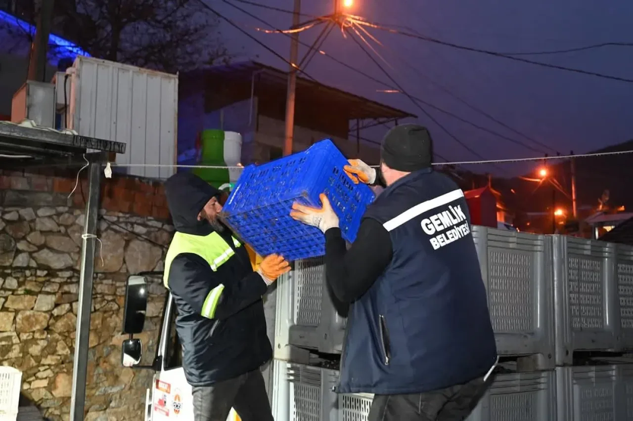 Gemlik Belediyesi ve GEMTAR, Üreticilere Zeytin Alım Desteğini Sürdürüyor Gemlik Belediyesi ve GEMTAR, Üreticilere Zeytin Alım Desteğini Sürdürüyor