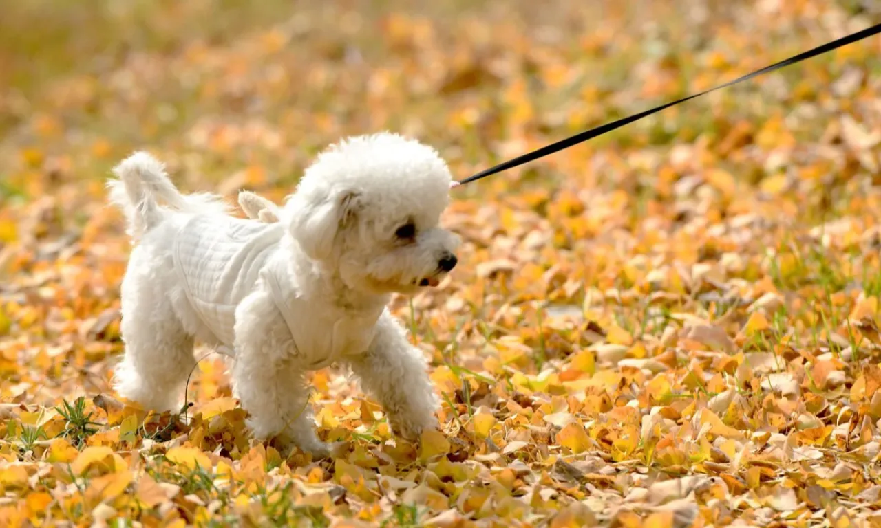 Pekin'de Köpek Zehirleme Suçundan 4 Yıl Hapis Cezası Pekin'de Köpek Zehirleme Suçundan 4 Yıl Hapis Cezası