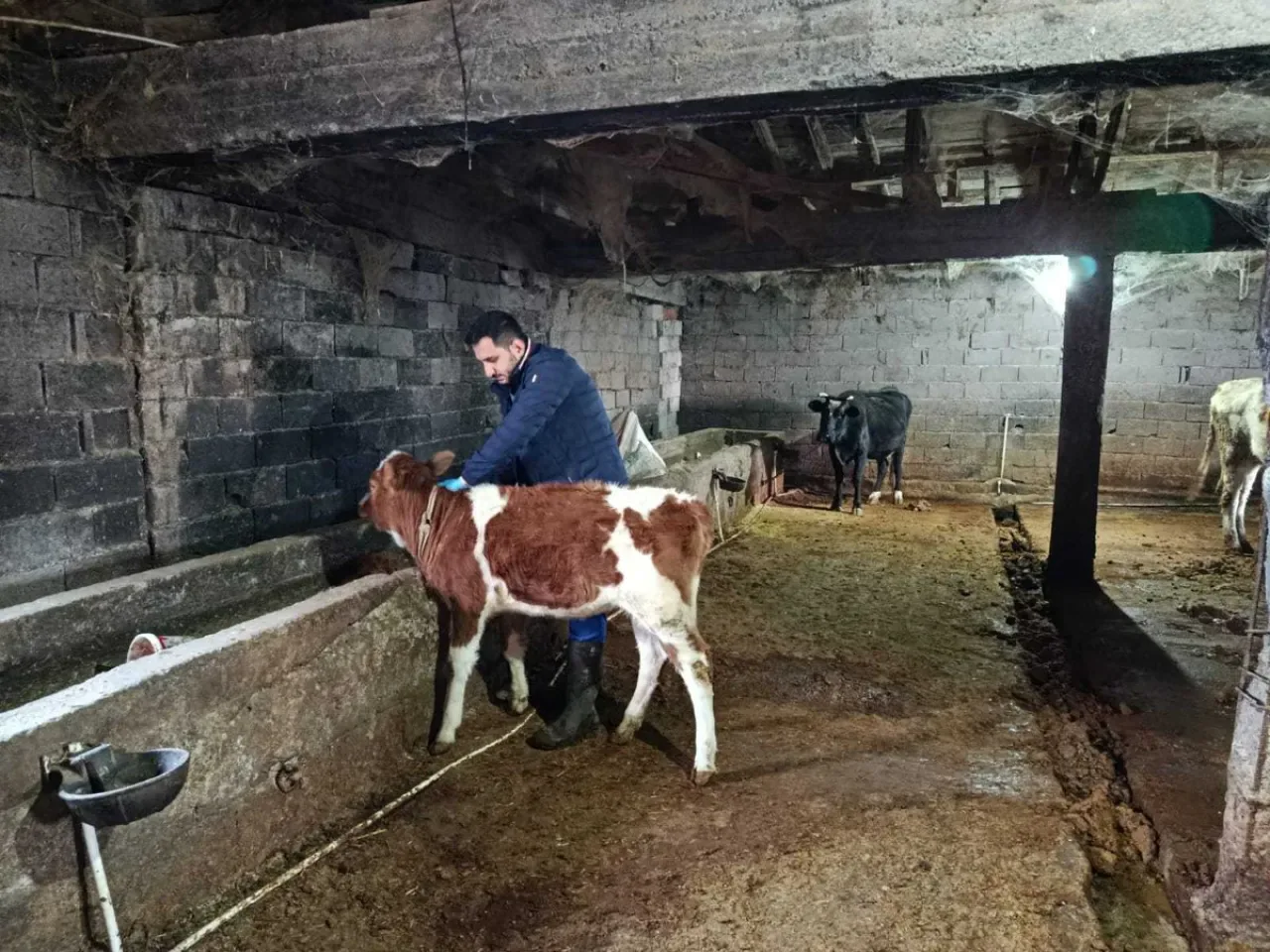 Konya Kulu'nda Şap Hastalığı ile Mücadele Sahada Sürüyor Konya Kulu'nda Şap Hastalığı ile Mücadele Sahada Sürüyor