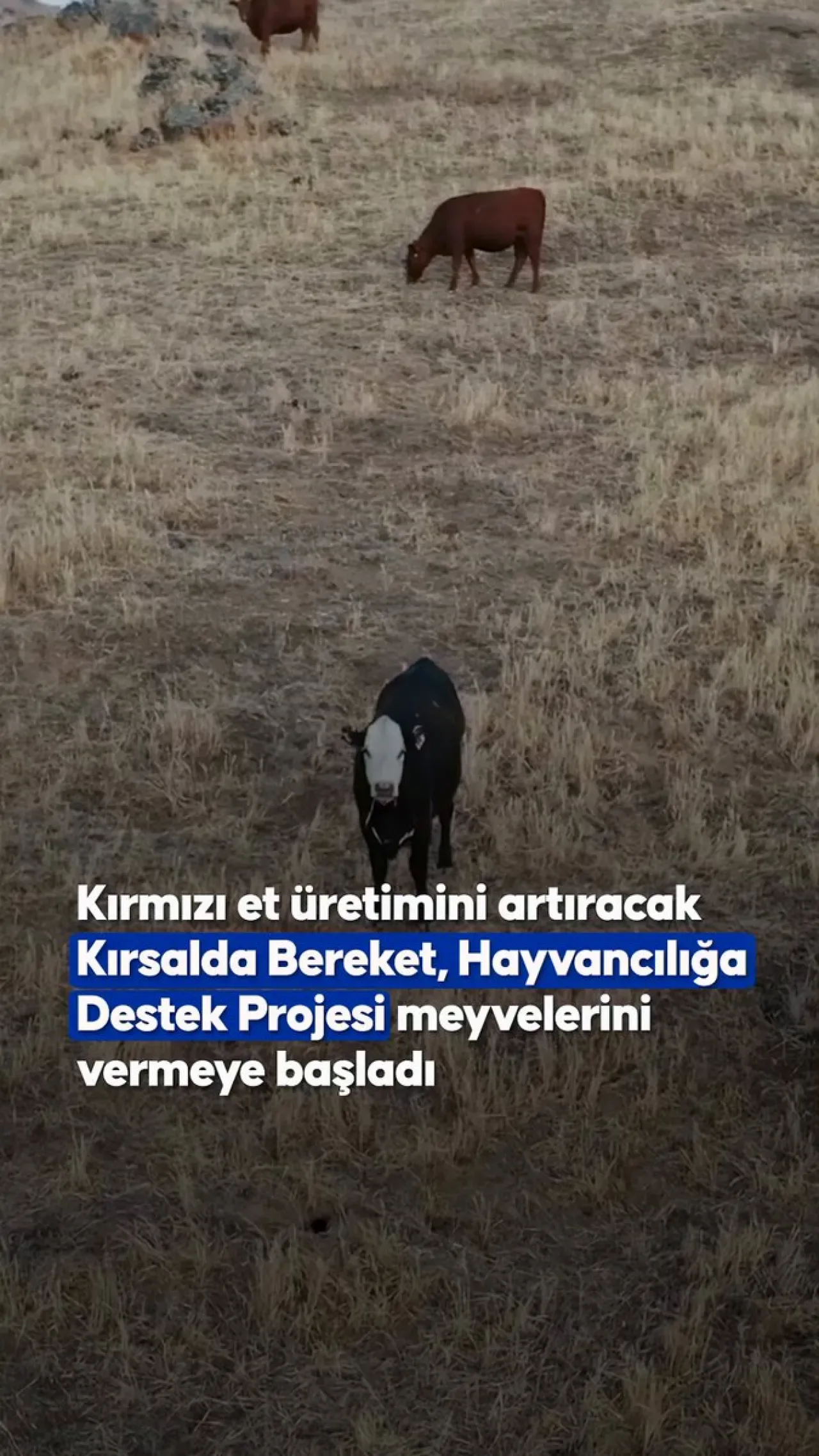 Kırsalda Bereket Hayvancılık Projesi Kapsamında Hayvan Dağıtımı Başladı Kırsalda Bereket Hayvancılık Projesi Kapsamında Hayvan Dağıtımı Başladı