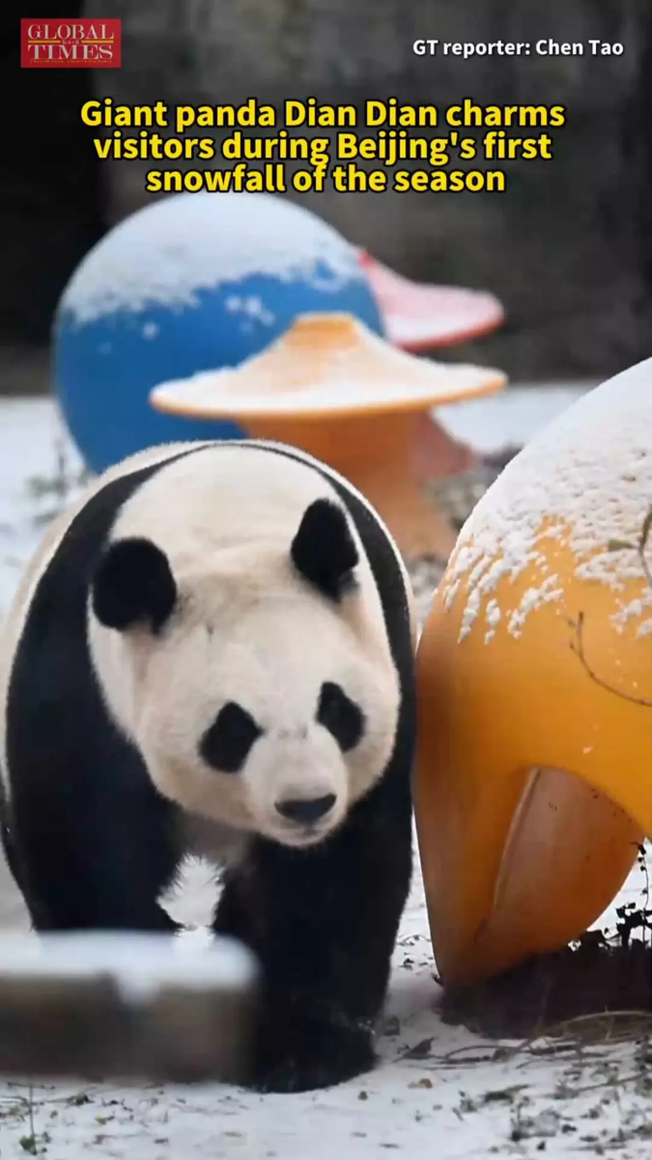 Panda Dian Dian, Beijing'e İnen İlk Karın Tadını Çıkardı Panda Dian Dian, Beijing'e İnen İlk Karın Tadını Çıkardı