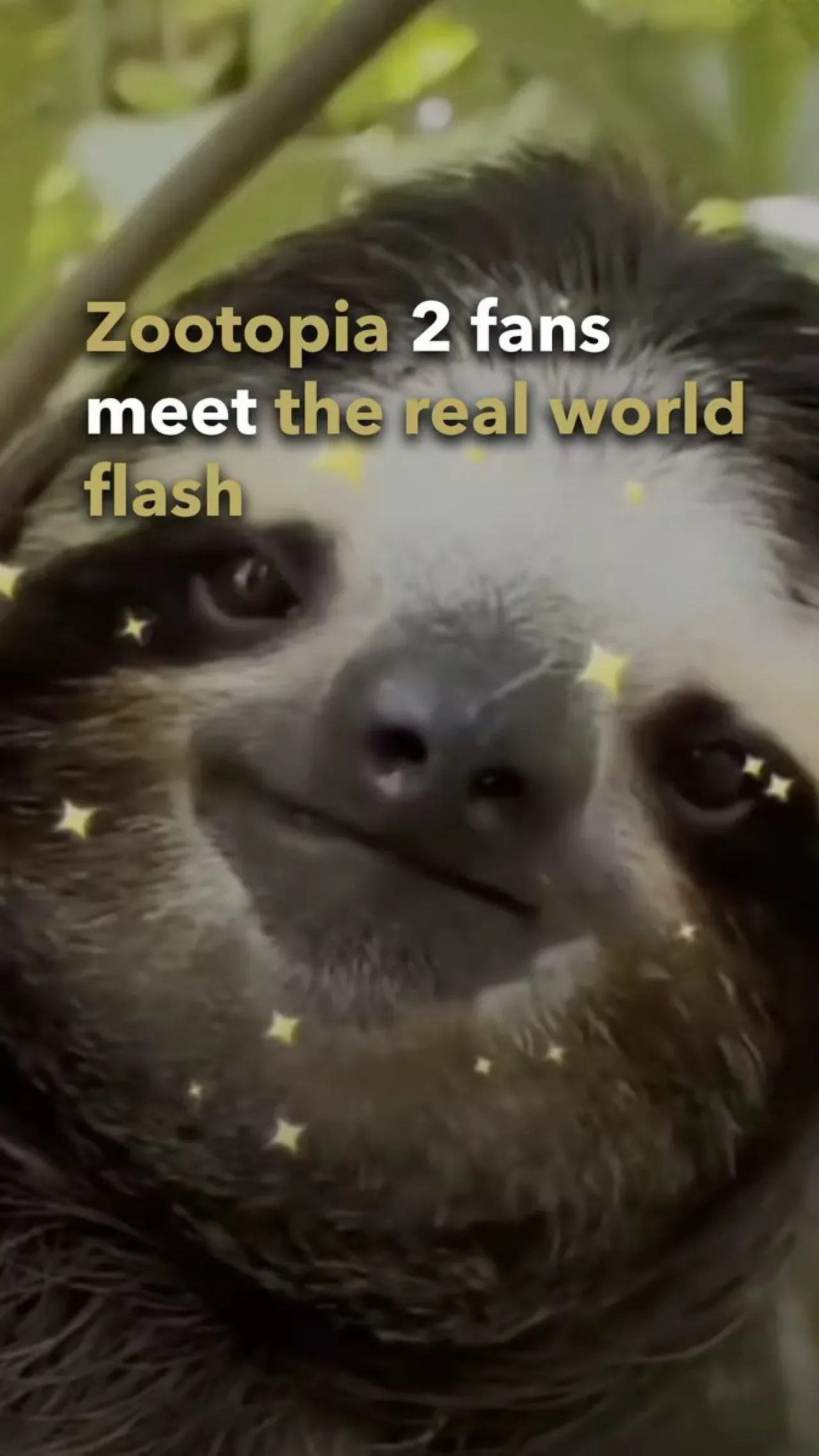 Zootopia 2 Gösterimde: Tembel Hayvan "Flash" Gerçek Hayatta Nasıl Karşılanıyor? Zootopia 2 Gösterimde: Tembel Hayvan "Flash" Gerçek Hayatta Nasıl Karşılanıyor?