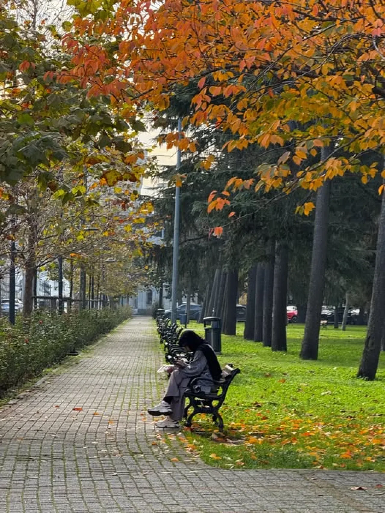 İstanbul Üniversitesi Kampüsünde Mevsimsel Güzellik İstanbul Üniversitesi Kampüsünde Mevsimsel Güzellik