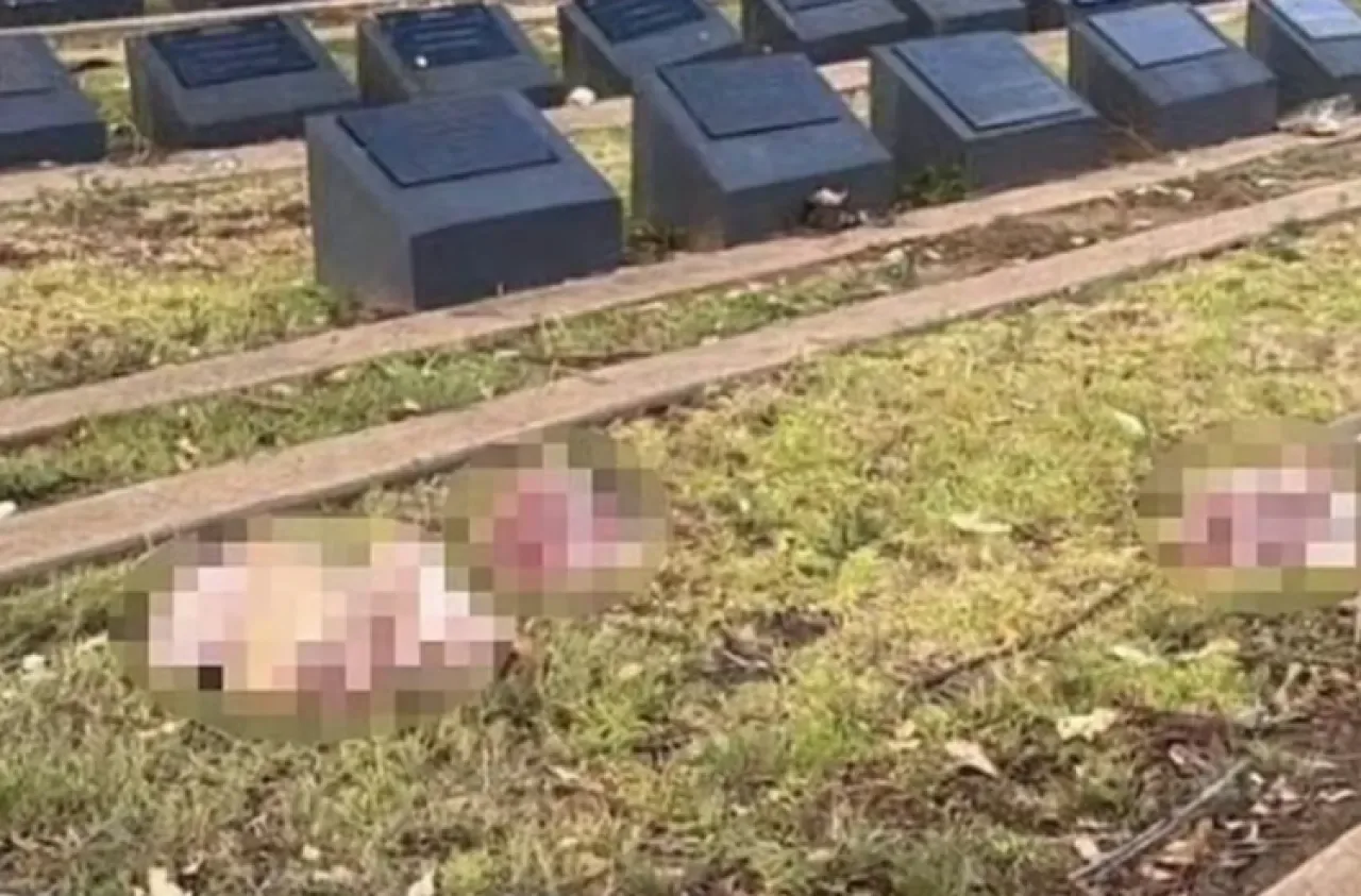 Sydney'de Silahlı Saldırı Sonrası Müslüman Mezarlığına Domuz Kafaları Bırakıldı Sydney'de Silahlı Saldırı Sonrası Müslüman Mezarlığına Domuz Kafaları Bırakıldı