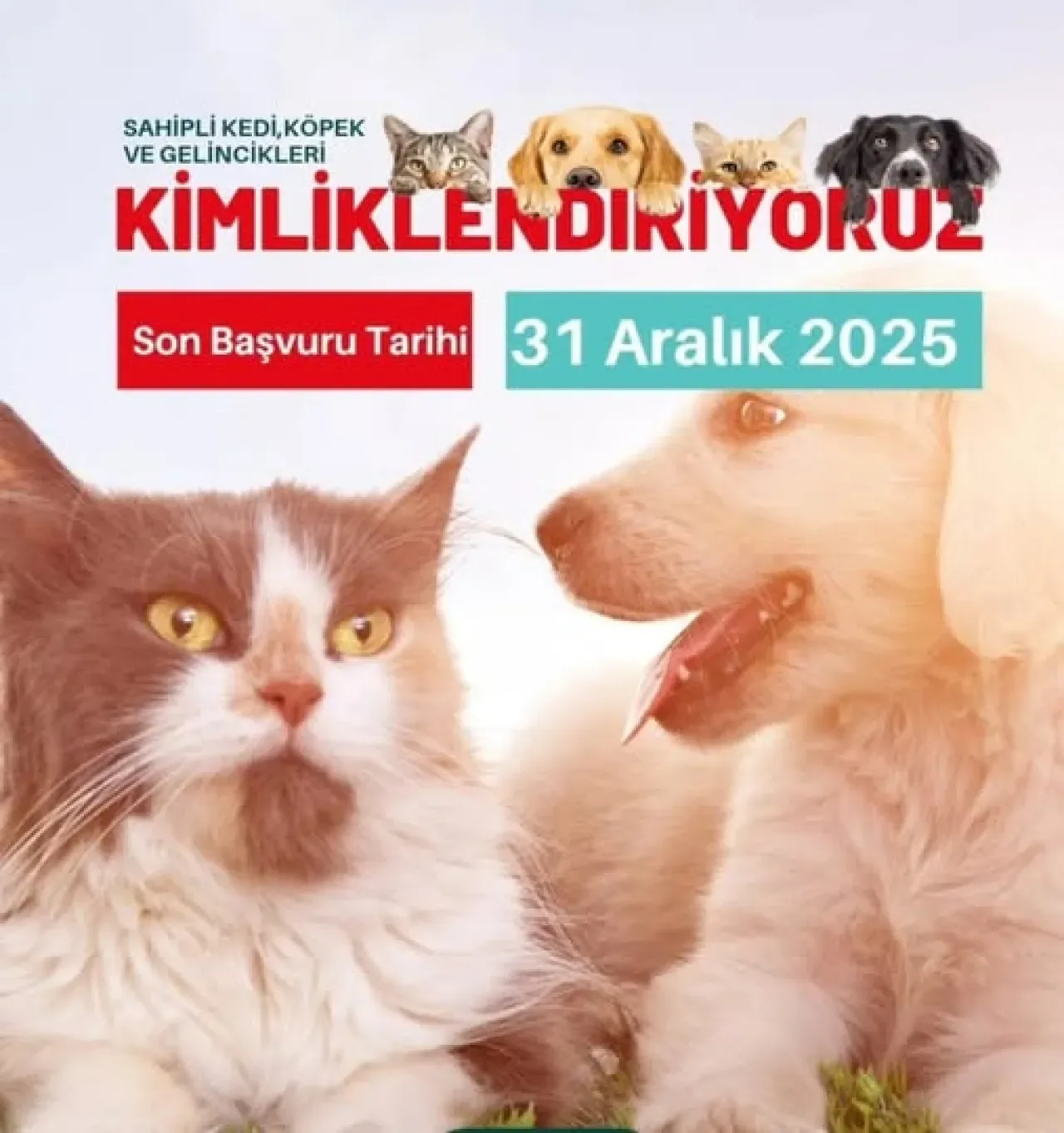 Bursa'da Evcil Hayvan Kayıt Zorunluluğu: Son Tarih 31 Aralık 2025 Bursa'da Evcil Hayvan Kayıt Zorunluluğu: Son Tarih 31 Aralık 2025