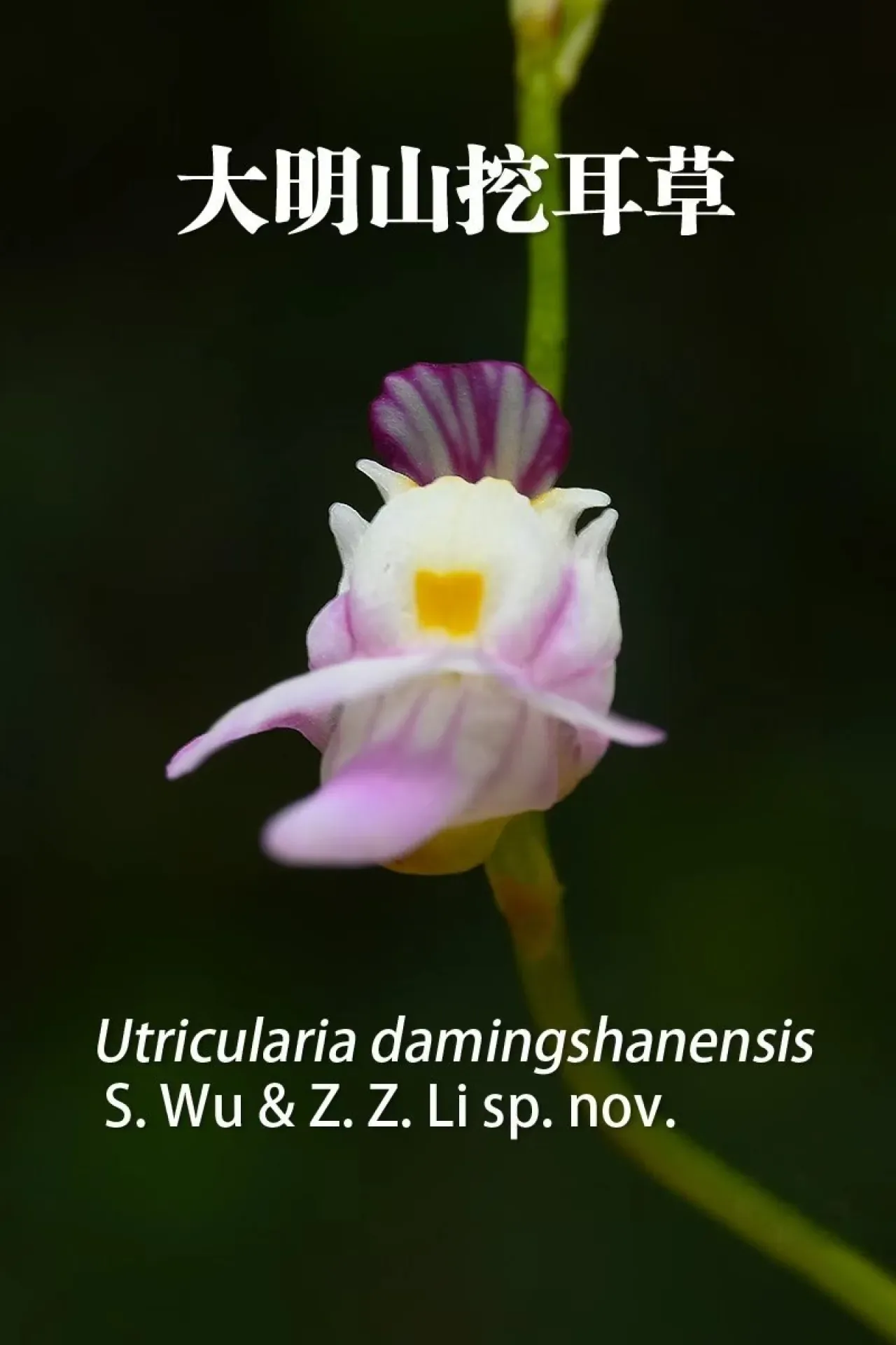 Çin'de Yeni Bir Bitki Türü Keşfedildi: Utricularia damingshanensis Çin'de Yeni Bir Bitki Türü Keşfedildi: Utricularia damingshanensis
