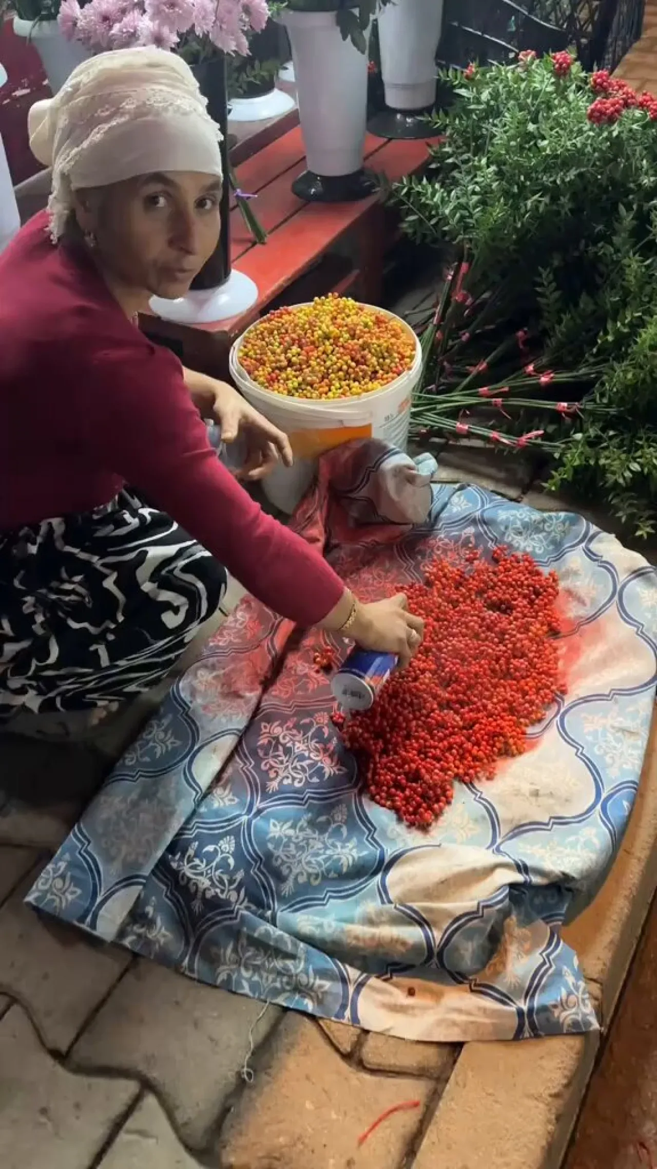 Kokina Çiçeklerinin Kırmızı Sprey Boya ile Renklendirilme Süreci Kokina Çiçeklerinin Kırmızı Sprey Boya ile Renklendirilme Süreci
