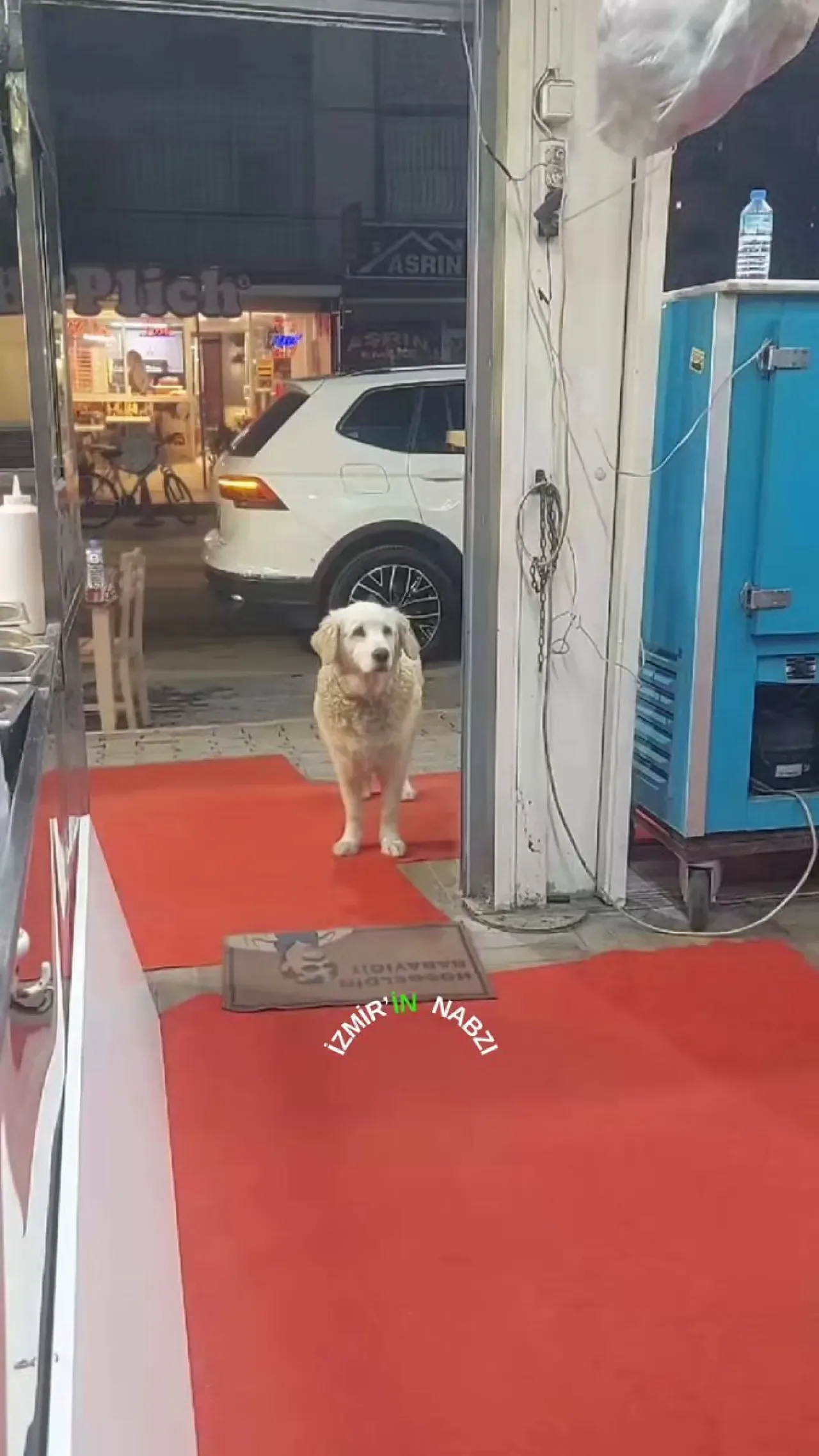 İzmir'de Esnaf, Köpeğini Eğiterek Paket Servis Yaptırmaya Başladı İzmir'de Esnaf, Köpeğini Eğiterek Paket Servis Yaptırmaya Başladı