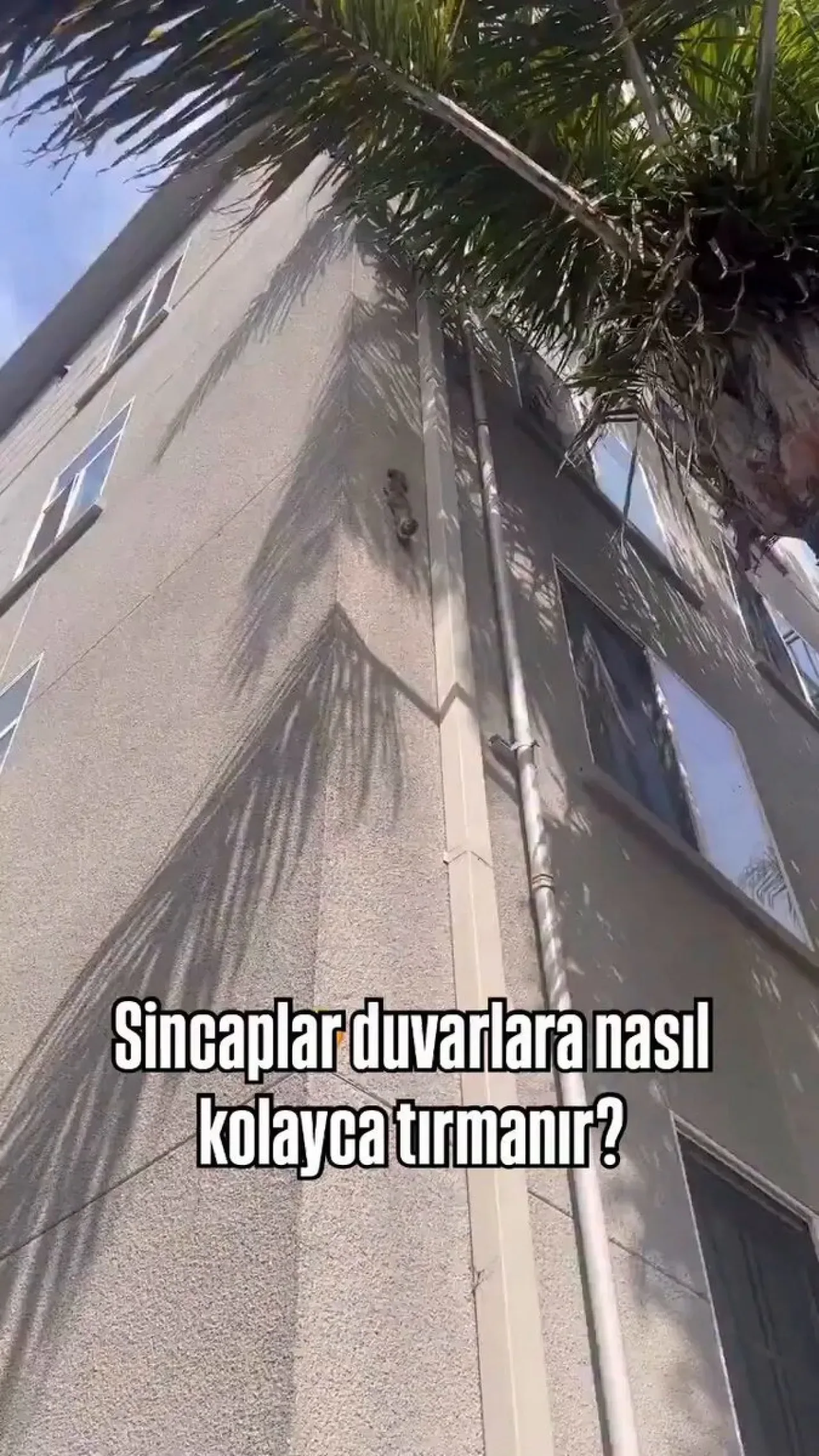 Sincapların İnanılmaz Tırmanma Becerilerinin Sırları Sincapların İnanılmaz Tırmanma Becerilerinin Sırları