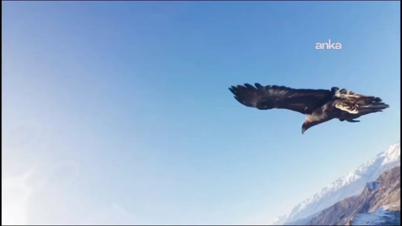 Tunceli'de Kartal, Havadaki Drone'u Kaparak Dağ Zirvesine Bıraktı Tunceli'de Kartal, Havadaki Drone'u Kaparak Dağ Zirvesine Bıraktı