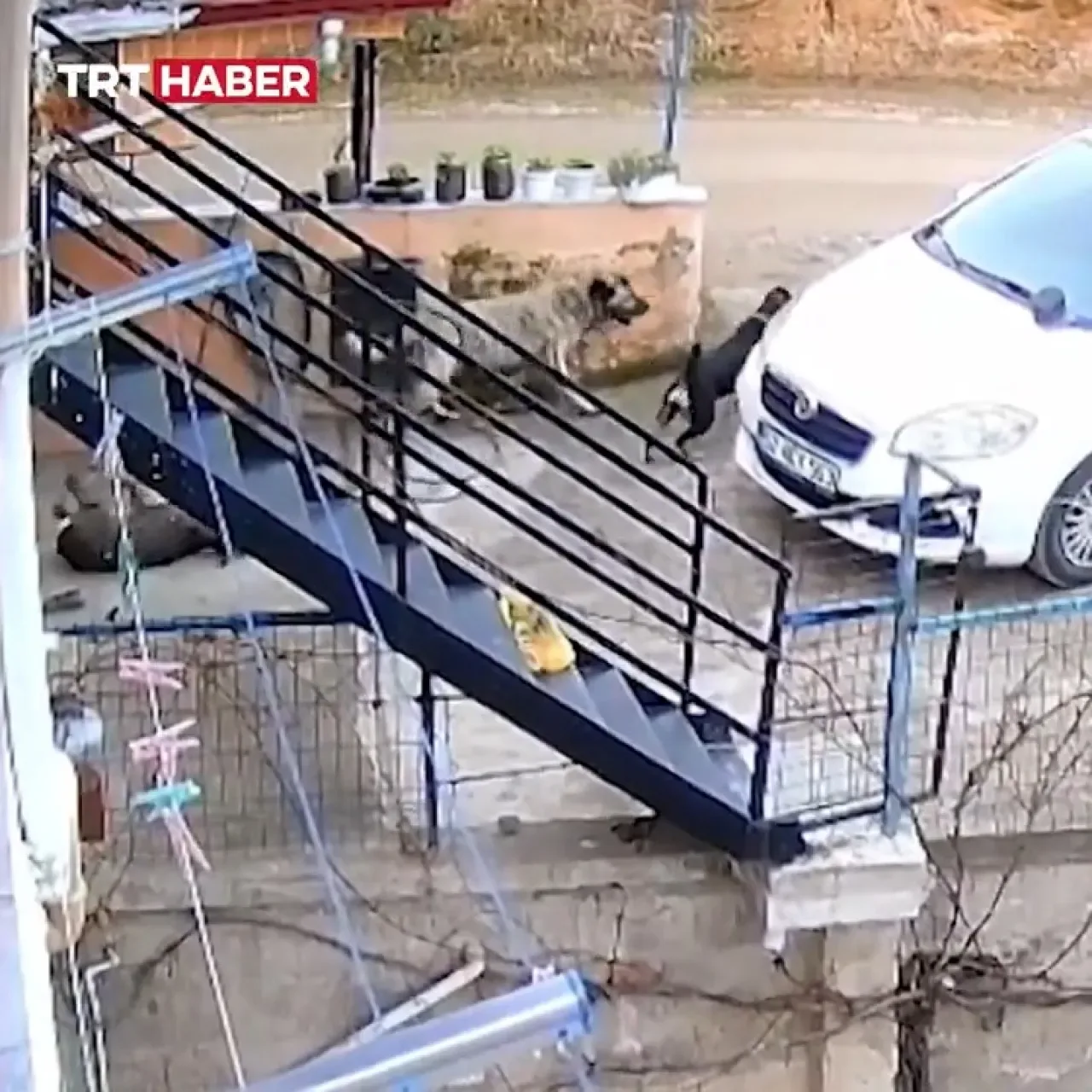 Ordu'da Sokak Köpekleri Tarafından Telef Edilen Karaca İhbarı Ordu'da Sokak Köpekleri Tarafından Telef Edilen Karaca İhbarı
