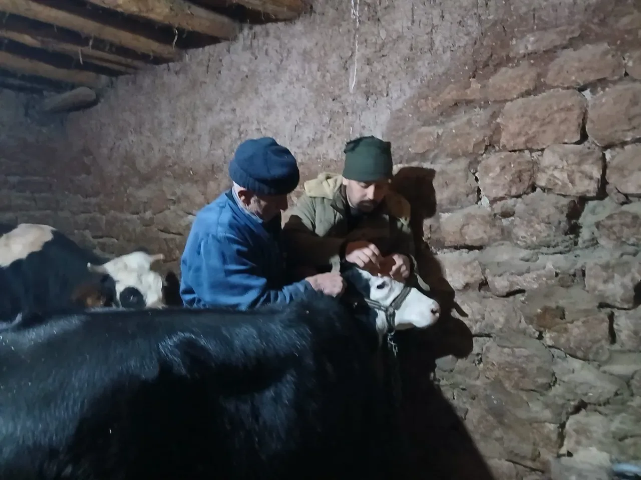 Konya'da Hayvan Sağlığı İçin Sahada: Taşkent'te Aşı Seferberliği Konya'da Hayvan Sağlığı İçin Sahada: Taşkent'te Aşı Seferberliği