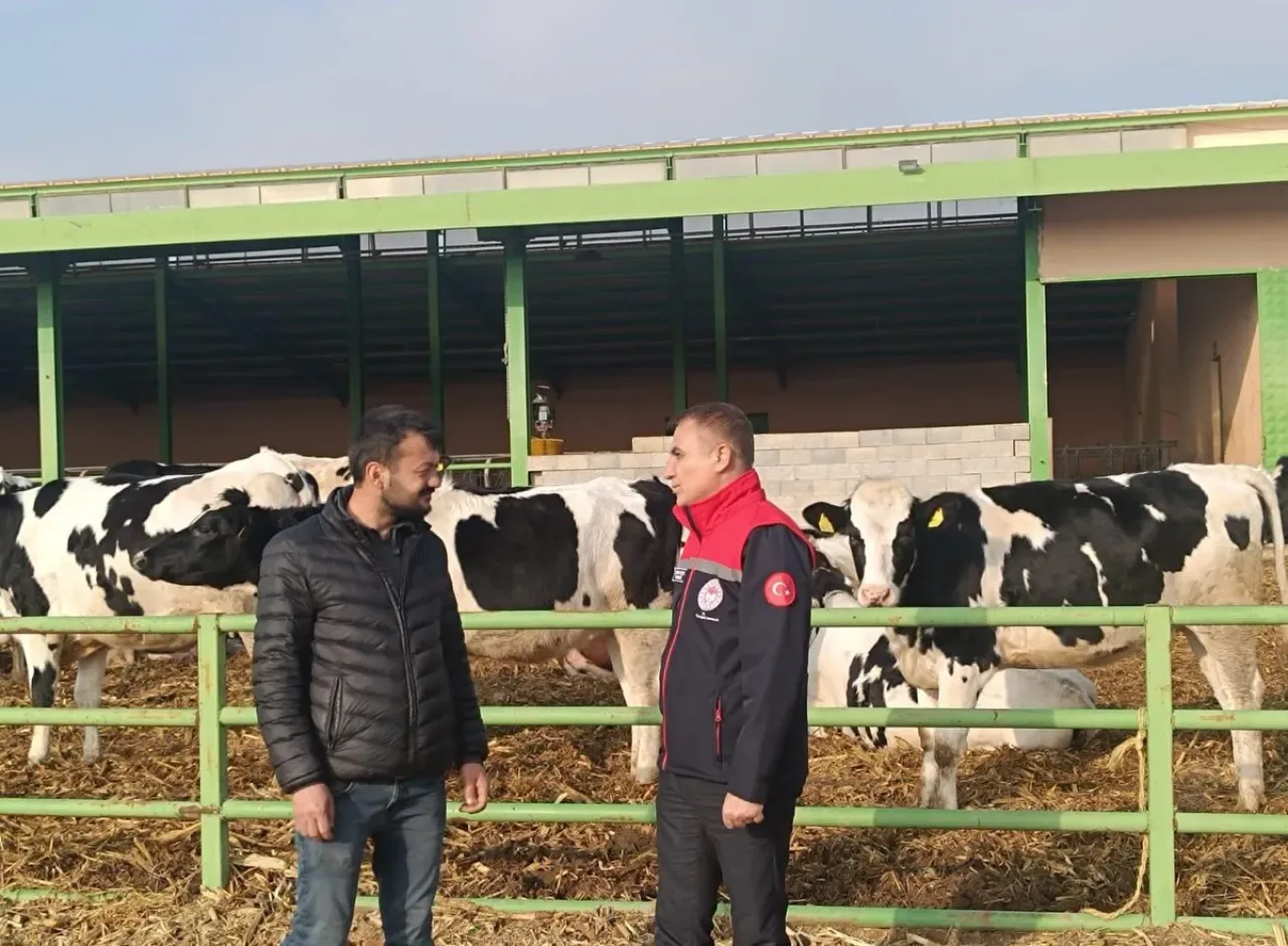 Konya'da Büyükbaş Hayvancılık İşletmesi "Hastalıktan Ari" Sertifikası İçin Denetlendi Konya'da Büyükbaş Hayvancılık İşletmesi "Hastalıktan Ari" Sertifikası İçin Denetlendi