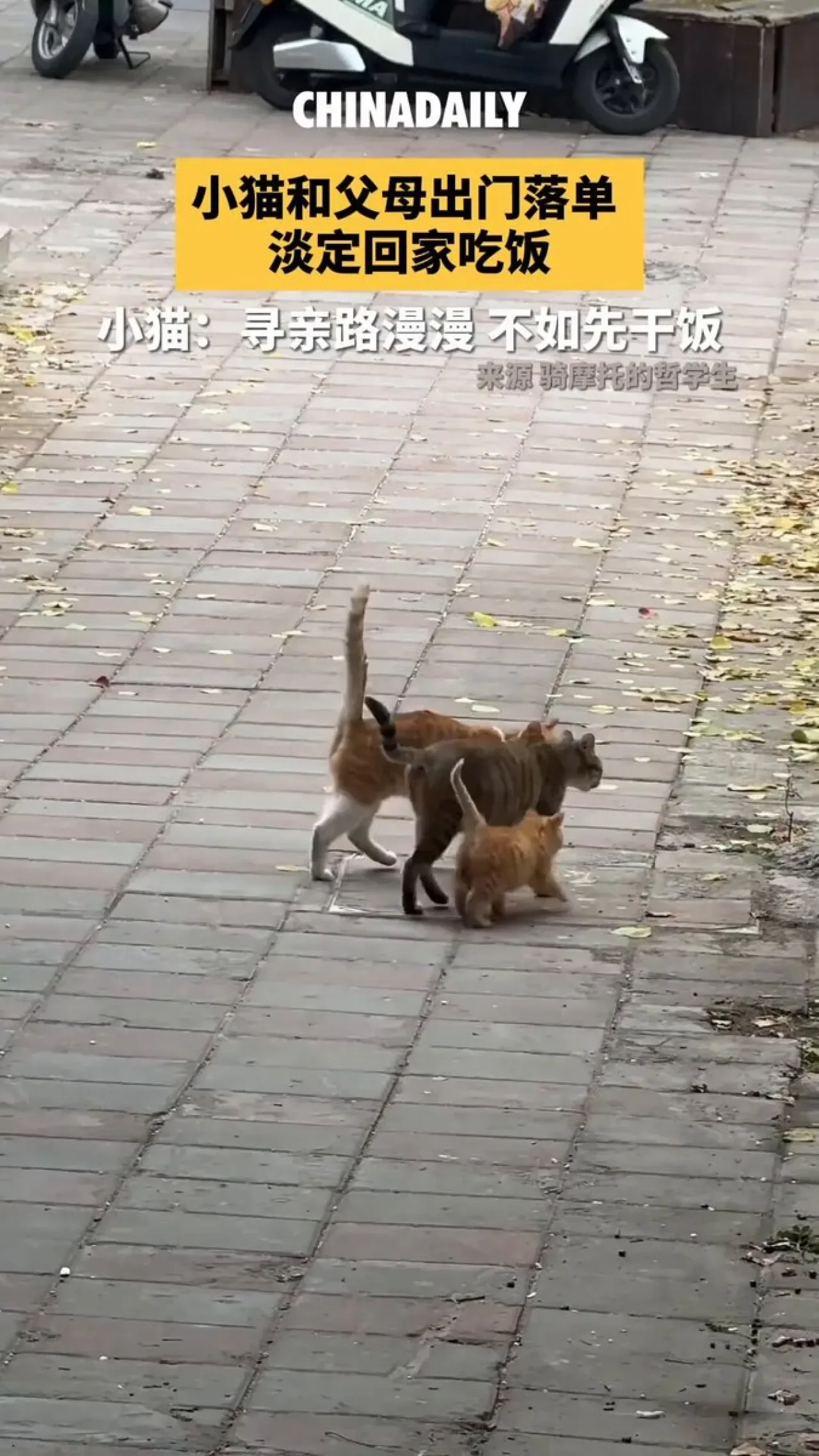 Yavru Kedi Ailesiyle Gezintiye Çıktı, Kayboldu ve Sakin Bir Şekilde Eve Yemeğe Döndü Yavru Kedi Ailesiyle Gezintiye Çıktı, Kayboldu ve Sakin Bir Şekilde Eve Yemeğe Döndü