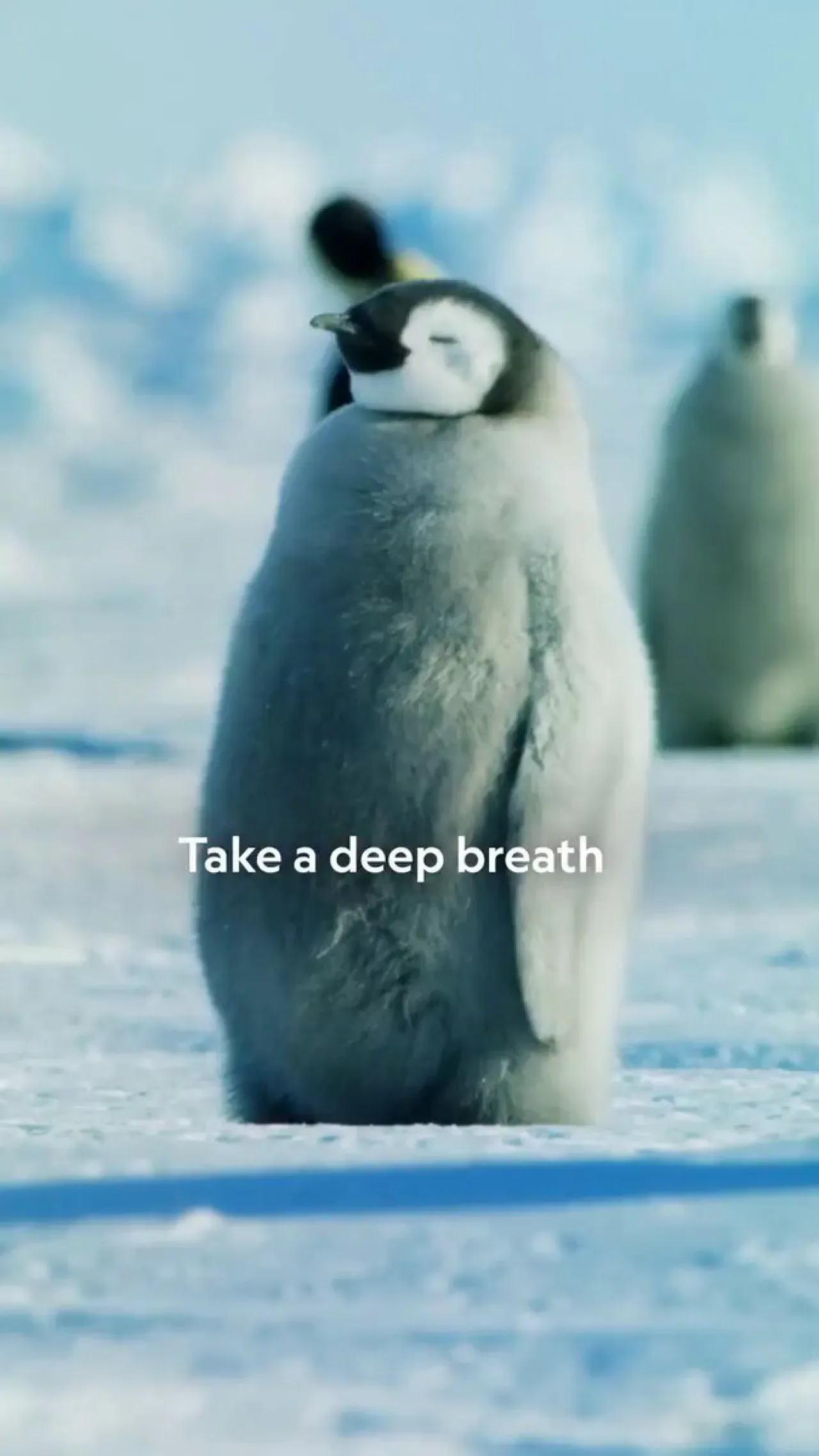 Penguenler de Meditasyon Yapar: National Geographic'ten Şaşırtan Görüntüler Penguenler de Meditasyon Yapar: National Geographic'ten Şaşırtan Görüntüler