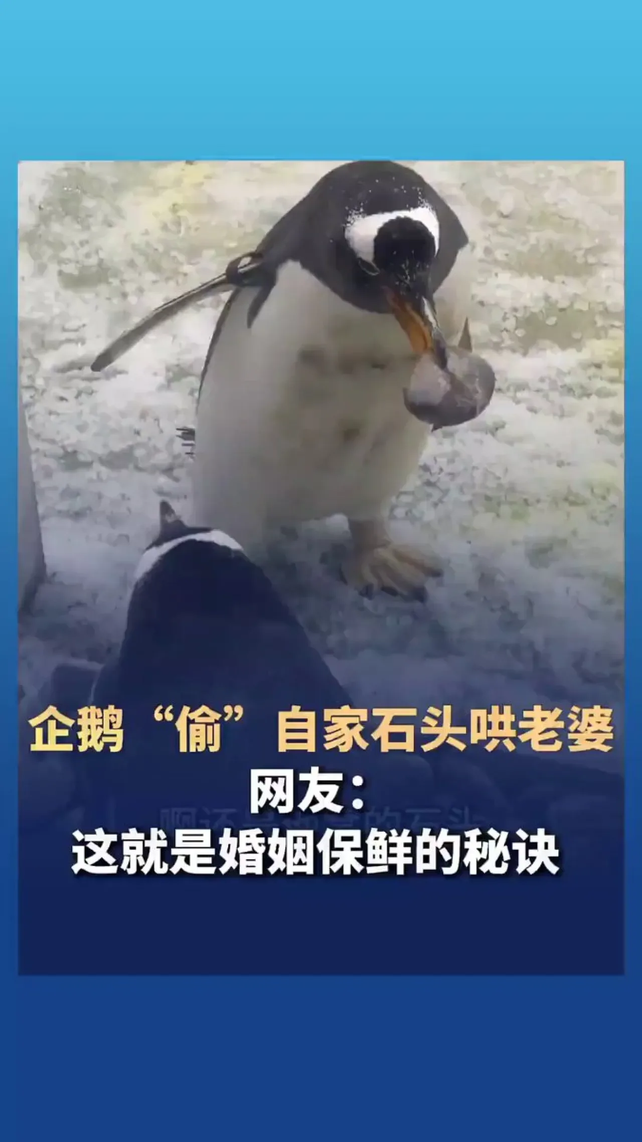 Penguen Çiftlerinin Evlilik Sırrı: Dişiyi Mutlu Etmek İçin Taş Hırsızlığı Penguen Çiftlerinin Evlilik Sırrı: Dişiyi Mutlu Etmek İçin Taş Hırsızlığı