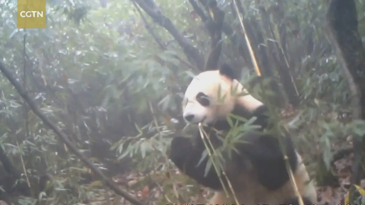 Kızılötesi Kameralar, Panda Milli Parkı'ndaki Gizli Yaşamı Ortaya Çıkardı Kızılötesi Kameralar, Panda Milli Parkı'ndaki Gizli Yaşamı Ortaya Çıkardı