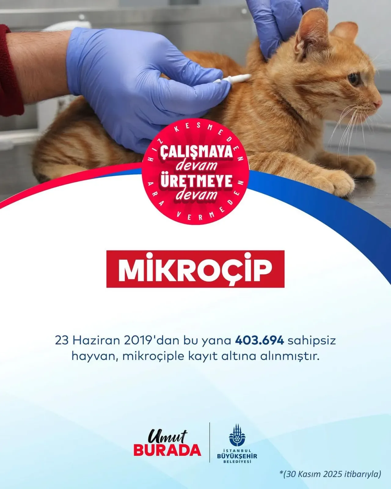İstanbul'da Sahipsiz Hayvanlar için Dev Adım: 400 Bin Mikroçip Kaydı İstanbul'da Sahipsiz Hayvanlar için Dev Adım: 400 Bin Mikroçip Kaydı