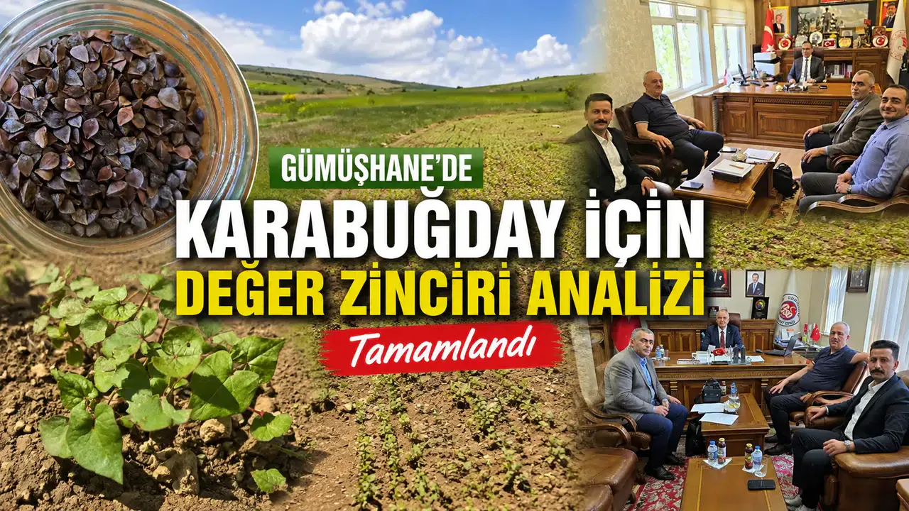 Gümüşhane'de Karabuğday İçin Değer Zinciri Analizi Tamamlandı Gümüşhane'de Karabuğday İçin Değer Zinciri Analizi Tamamlandı
