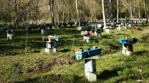 Bartın'da arılı kovan destek başvuruları 30 Ekim'de sona eriyor
