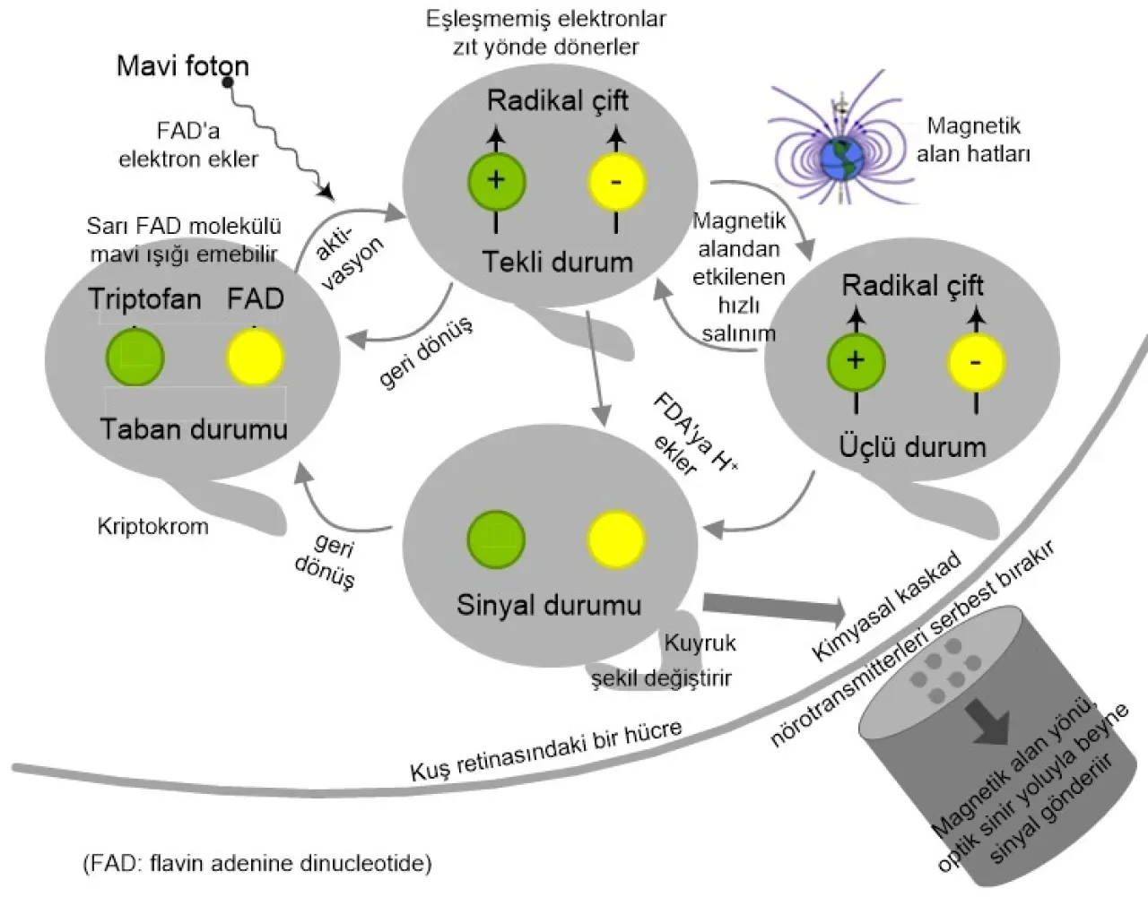 Kuantum Biyoloji ve Yapay Zeka ile DNA Mutasyon Kontrolünde Devrim Kuantum Biyoloji ve Yapay Zeka ile DNA Mutasyon Kontrolünde Devrim