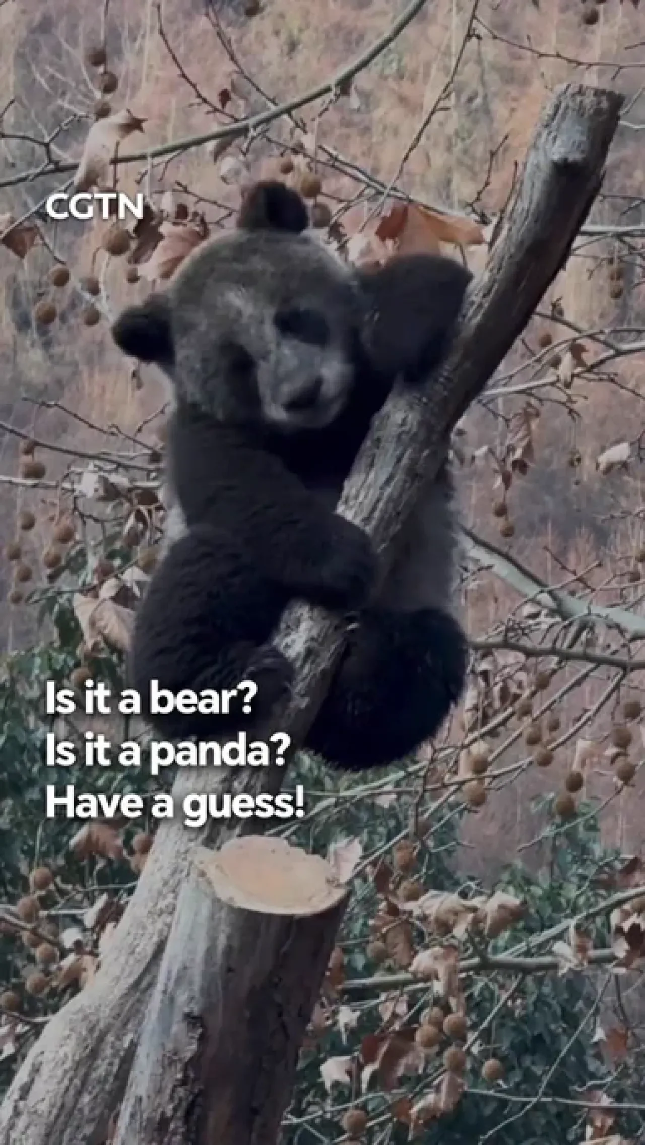 Çin'de Nadir Görülen İs Renginde Panda Keşfedildi! Çin'de Nadir Görülen İs Renginde Panda Keşfedildi!