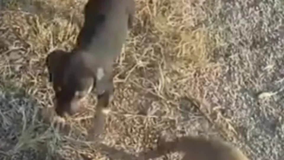 Kırklareli'nin Köylerinde Yavru Köpekler Çocukların İlgi Odağı Oldu görseli