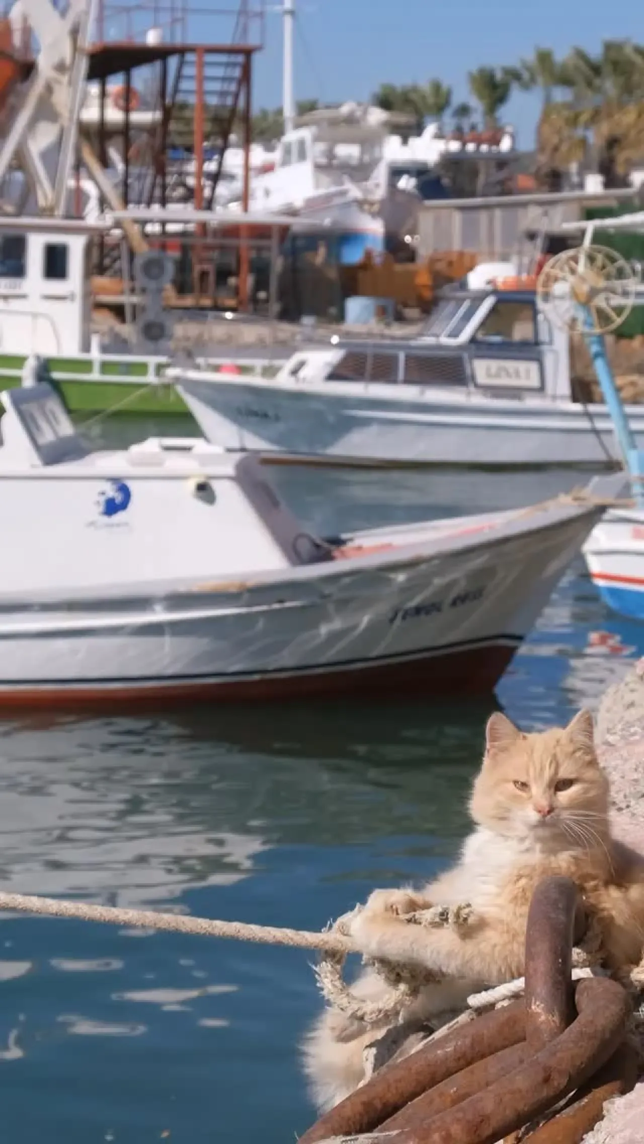 Ayvalık'ta Bir Haftaya Cunda'nın Samimi Sıcaklığıyla Başlamak Ayvalık'ta Bir Haftaya Cunda'nın Samimi Sıcaklığıyla Başlamak