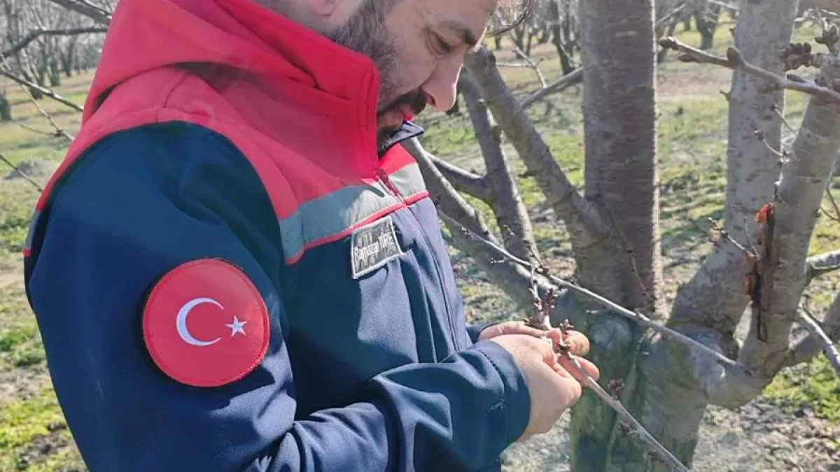Konya'da Erken Bahar Meyve Bahçesi Kontrollüleri Başladı: Üreticilere Yönelik Verimlilik Denetimi Konya'da Erken Bahar Meyve Bahçesi Kontrollüleri Başladı: Üreticilere Yönelik Verimlilik Denetimi