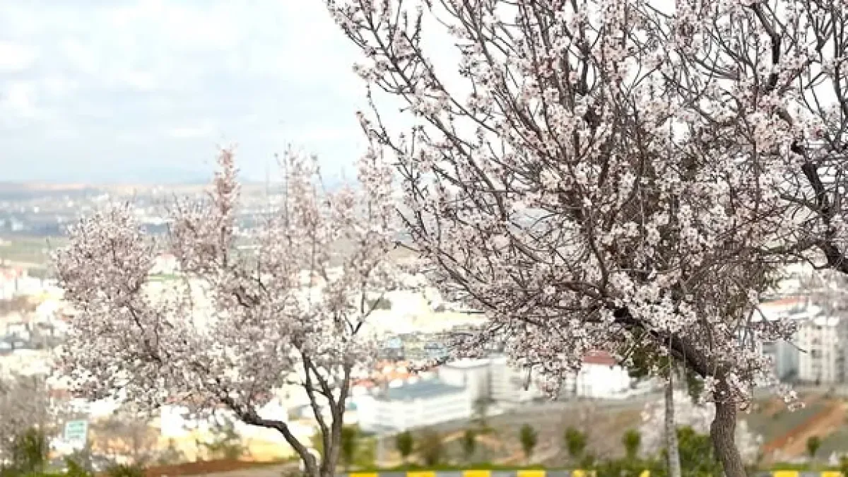 Oğuzeli'nde Baharın Müjdecisi: Çağla Ağaçları Çiçek Açtı Oğuzeli'nde Baharın Müjdecisi: Çağla Ağaçları Çiçek Açtı