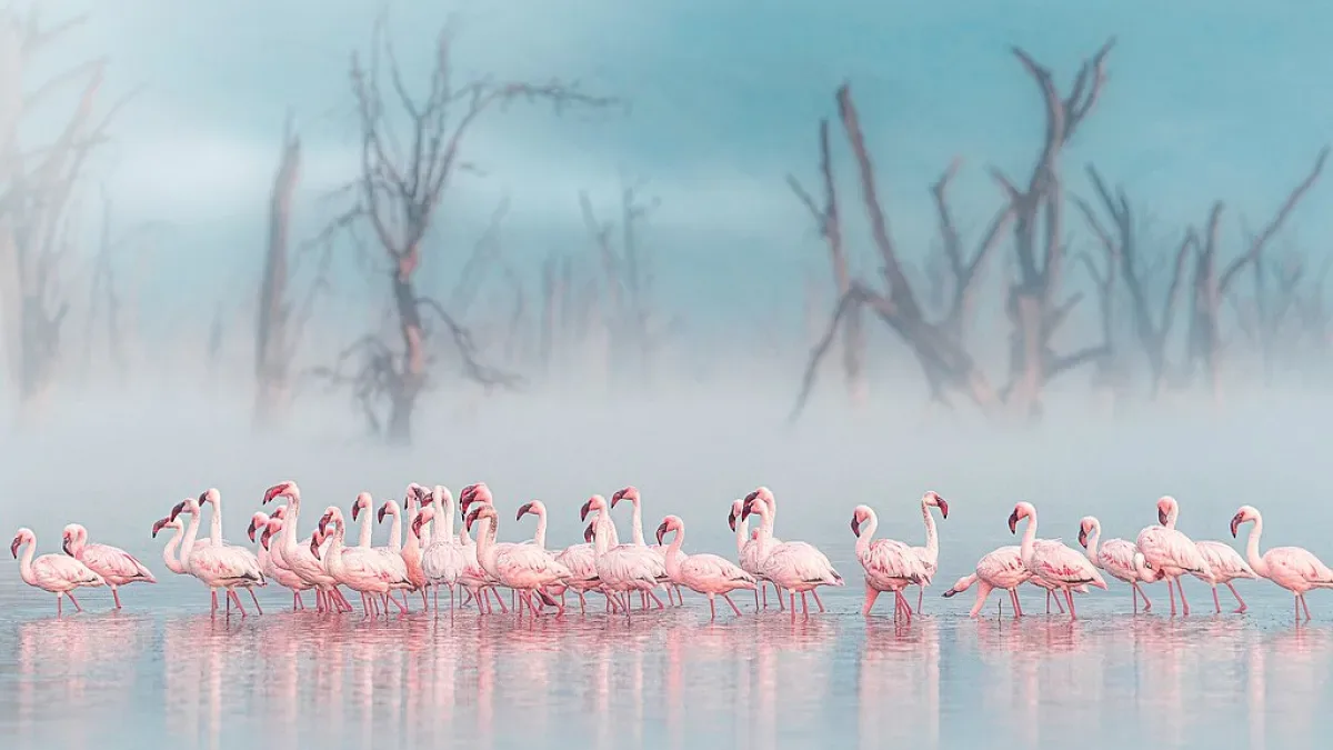 Binlerce Flamingo Lake Nakuru'da Pembe Görsel Şölen Oluşturdu Binlerce Flamingo Lake Nakuru'da Pembe Görsel Şölen Oluşturdu