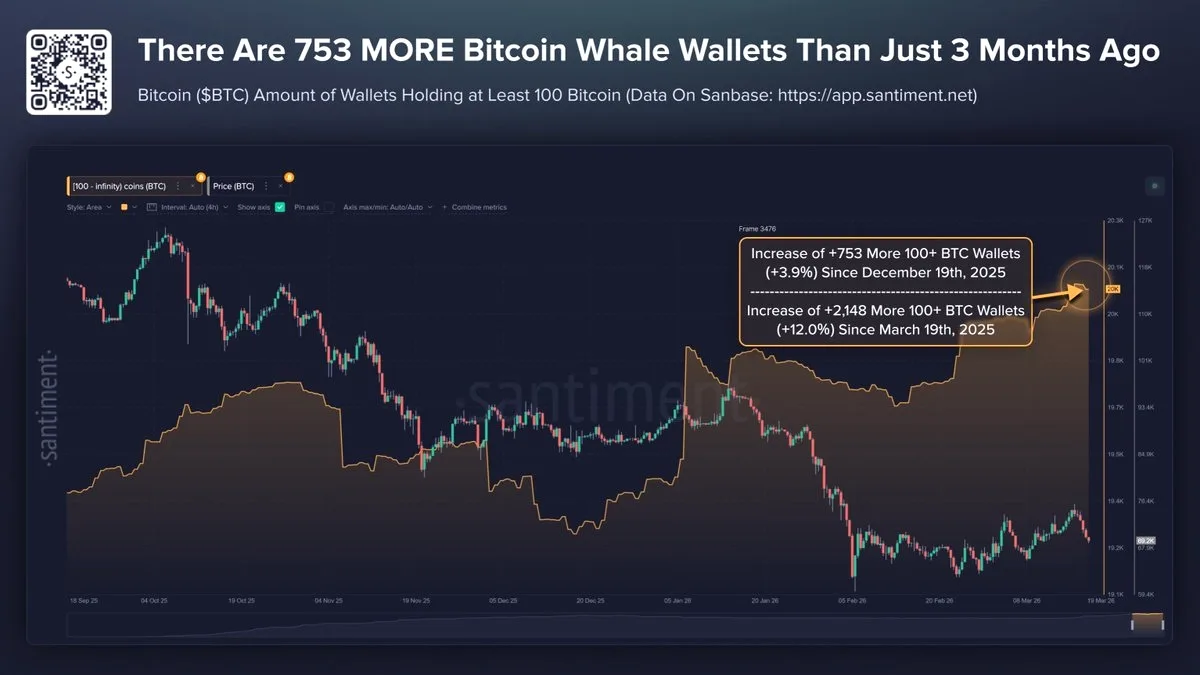 Bitcoin Balinaları Fiyat Çöküşü Teorilerine Rağmen Büyümeye Devam Ediyor Bitcoin Balinaları Fiyat Çöküşü Teorilerine Rağmen Büyümeye Devam Ediyor