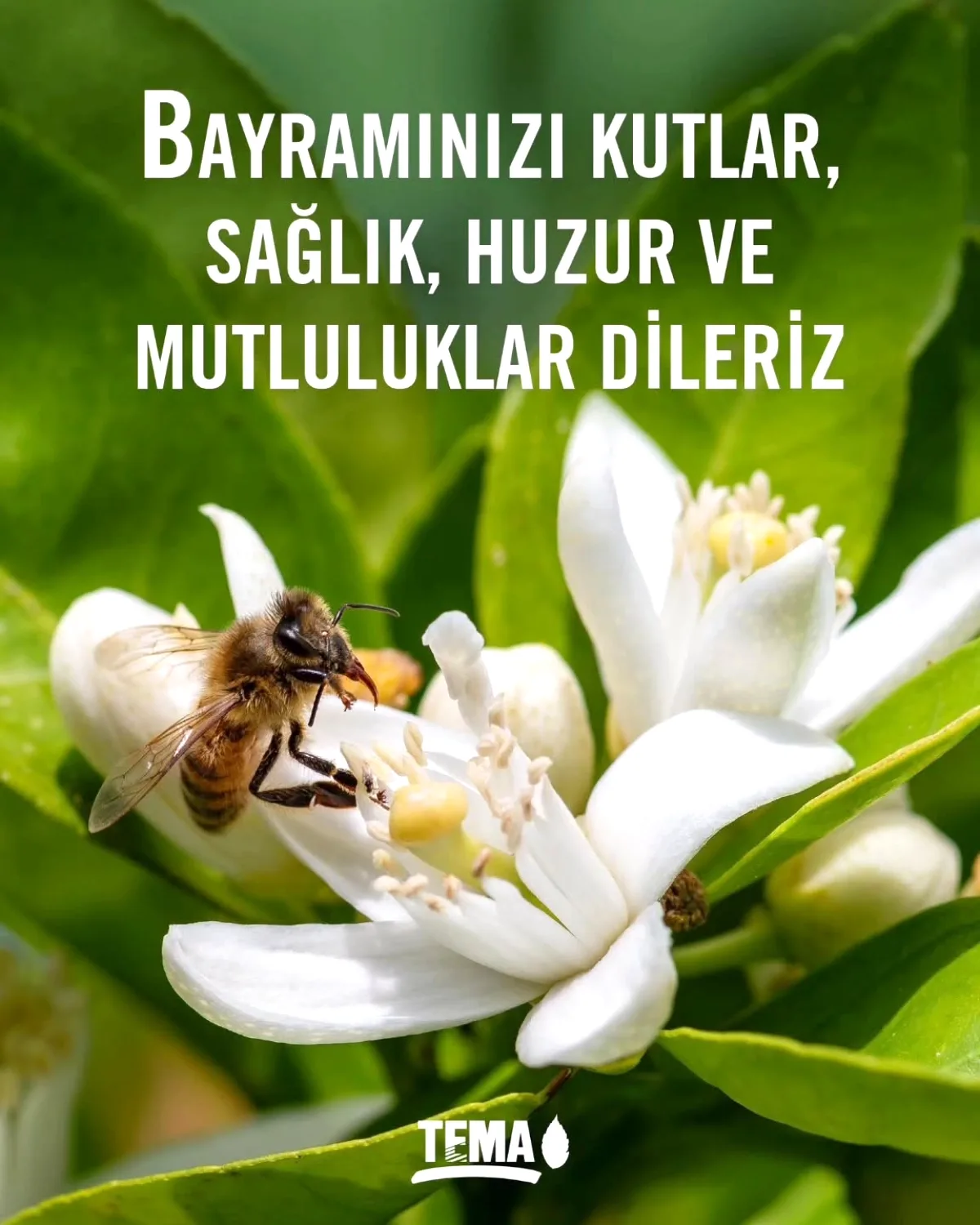 Yalova Tema Vakfı'ndan Ramazan Bayramı'nda Anlamlı Temenniler Yalova Tema Vakfı'ndan Ramazan Bayramı'nda Anlamlı Temenniler