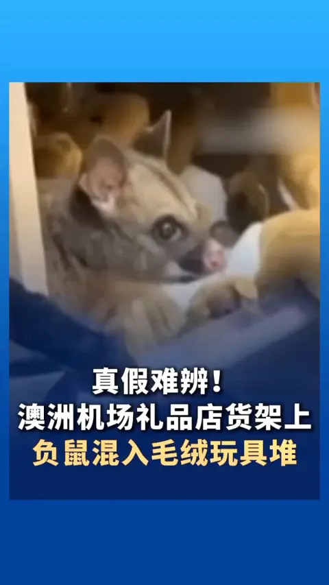 Avustralya Havaalanında Pelüş Oyuncaklar Arasında Kamufle Olan Vahşi Possum Bulundu