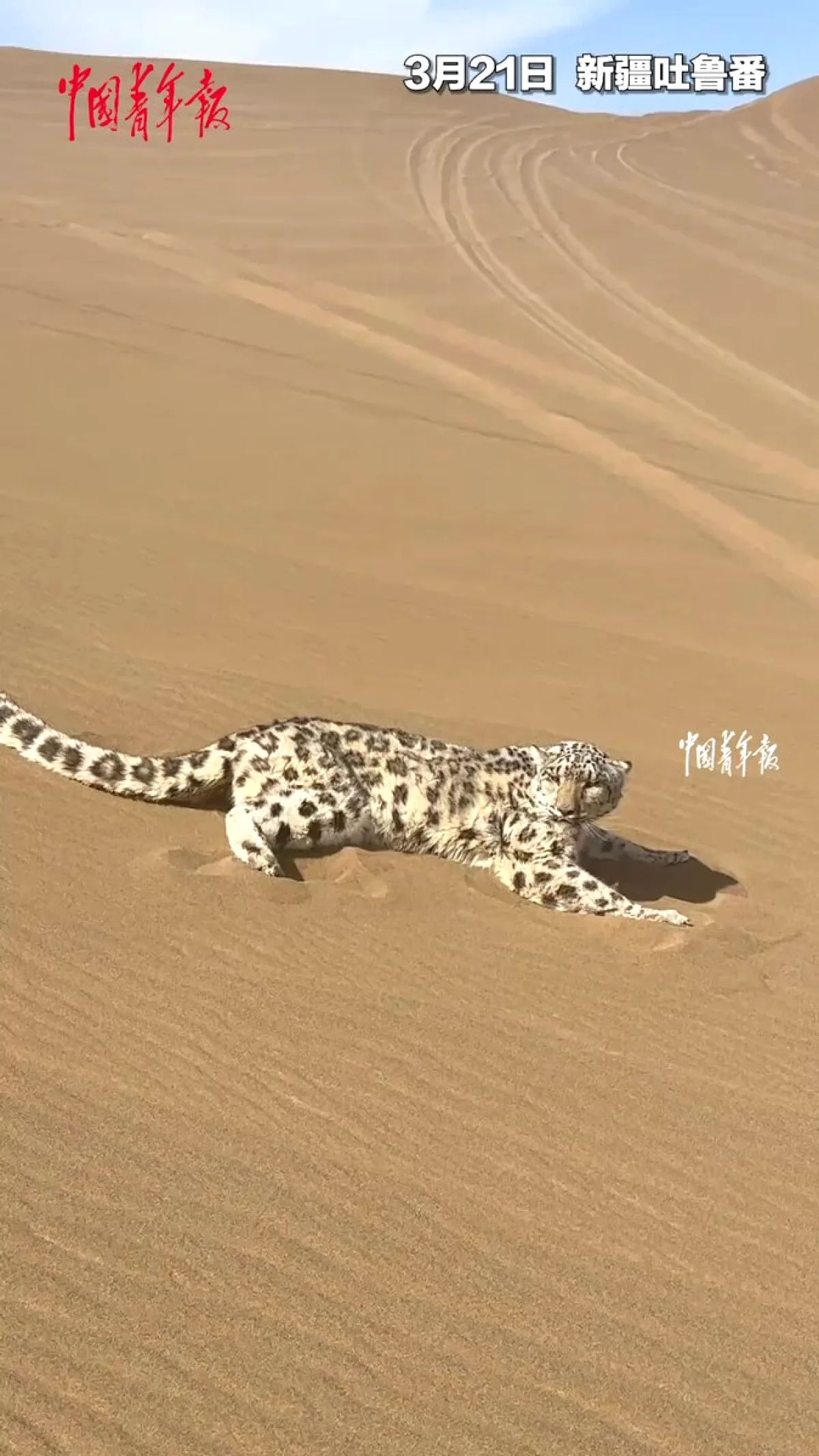 Yolunu Şaşıran Kar Leoparı Çölde Kurtarıldı Yolunu Şaşıran Kar Leoparı Çölde Kurtarıldı
