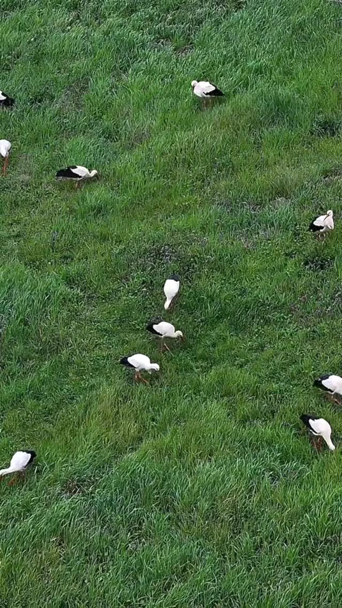 Esenler Leylekleri Şehre Huzur ve Hayat Getiriyor Esenler Leylekleri Şehre Huzur ve Hayat Getiriyor