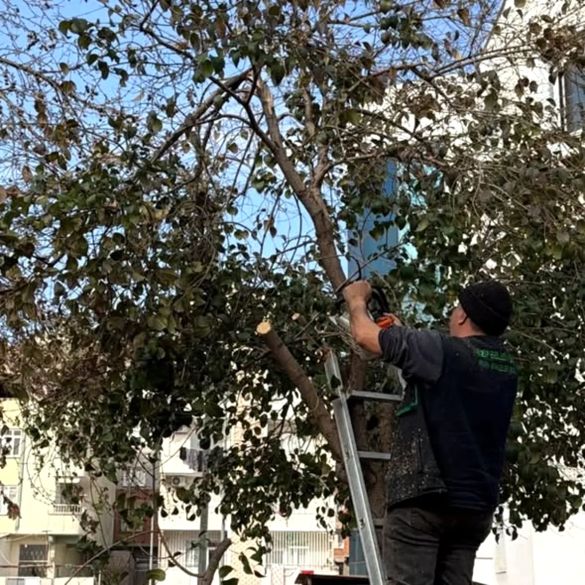 Nizip Belediyesi Park ve Bahçeler Müdürlüğü Ekipleri Yoğun Mesai Yürütüyor Nizip Belediyesi Park ve Bahçeler Müdürlüğü Ekipleri Yoğun Mesai Yürütüyor